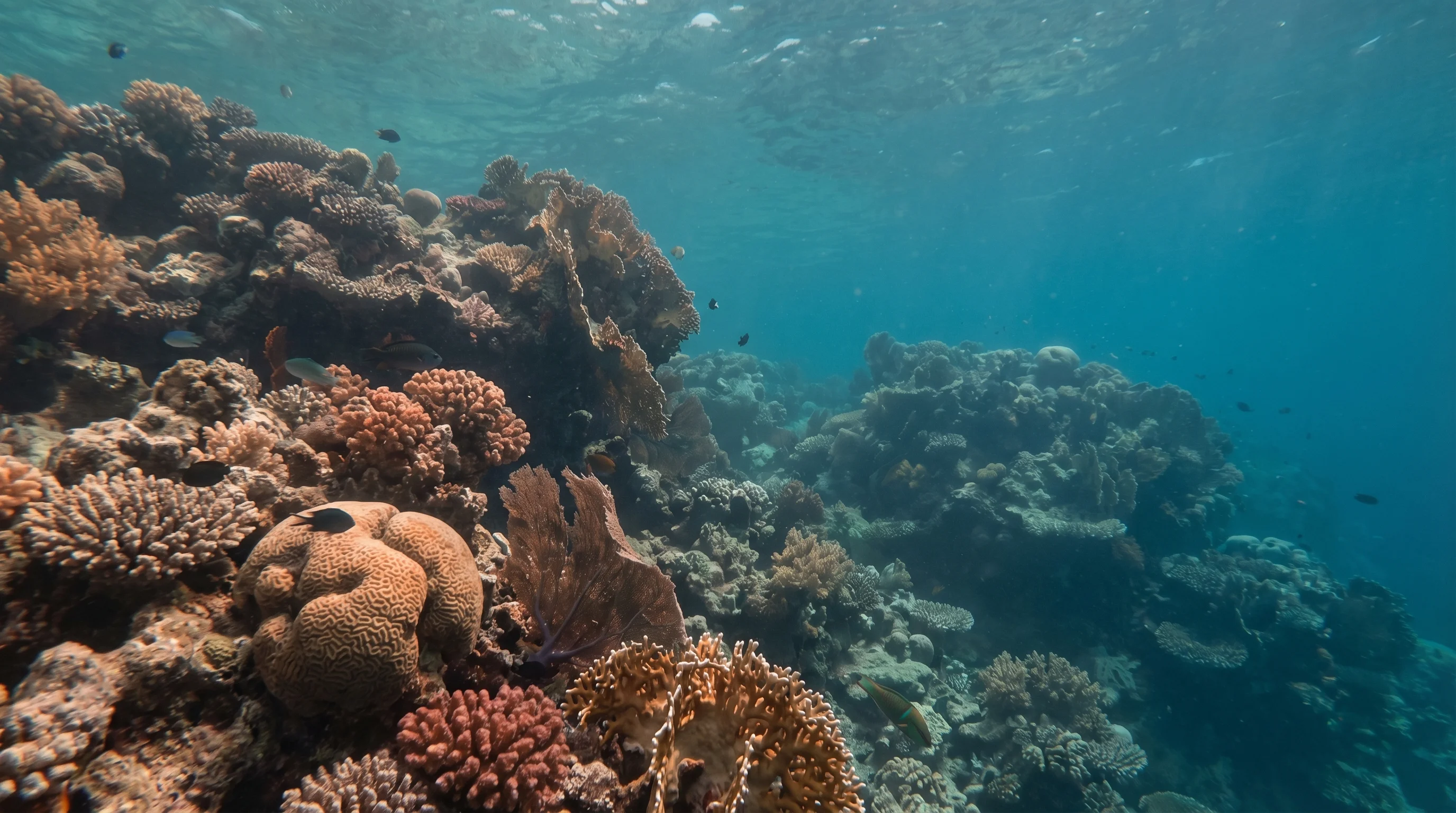 Hurghada Reef (20m)