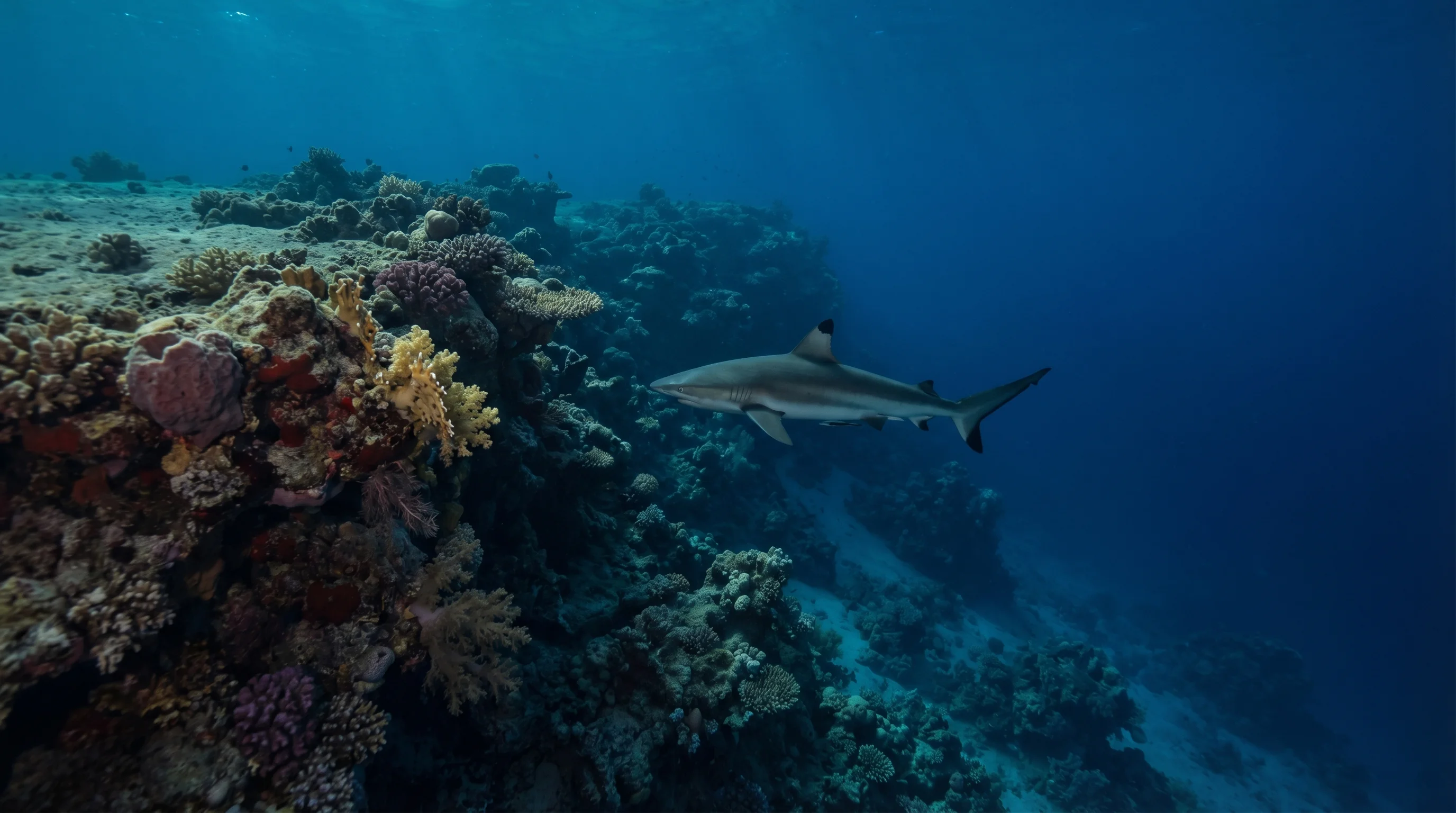 Tulip House Reef