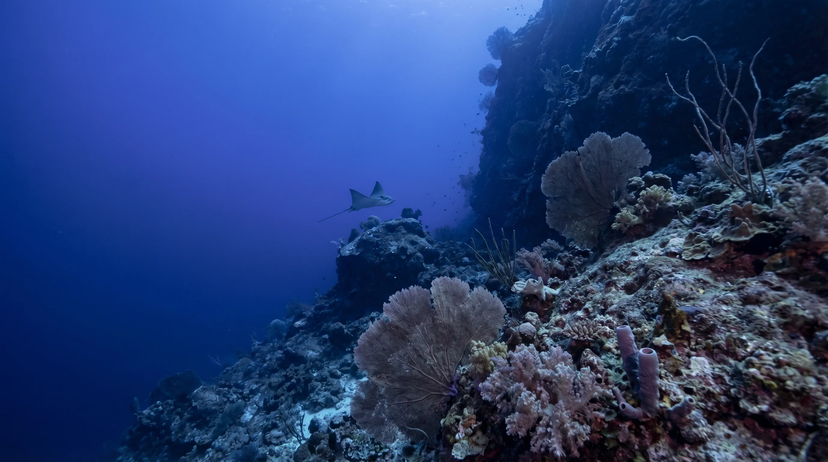 Blue Corner