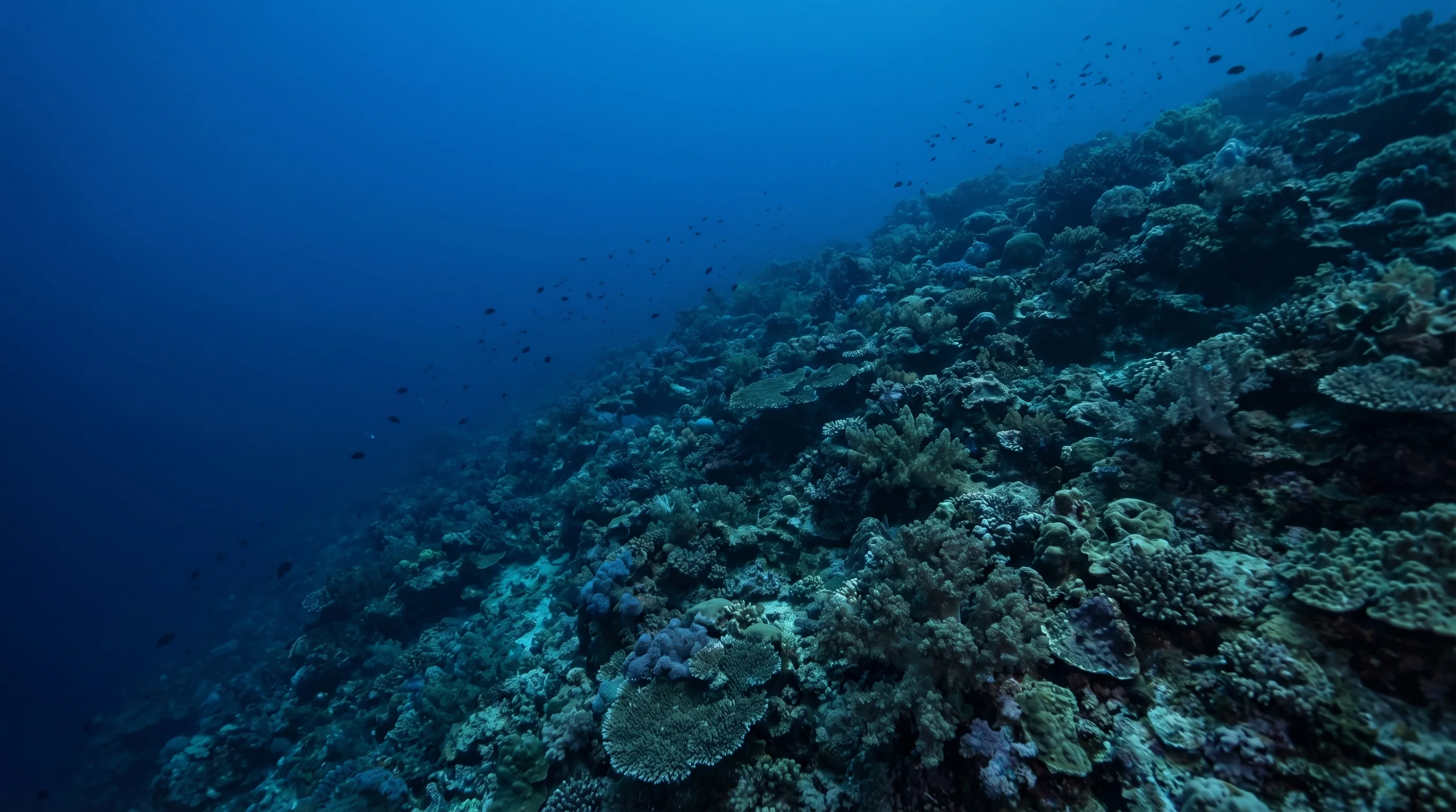 Dive site in Maluku