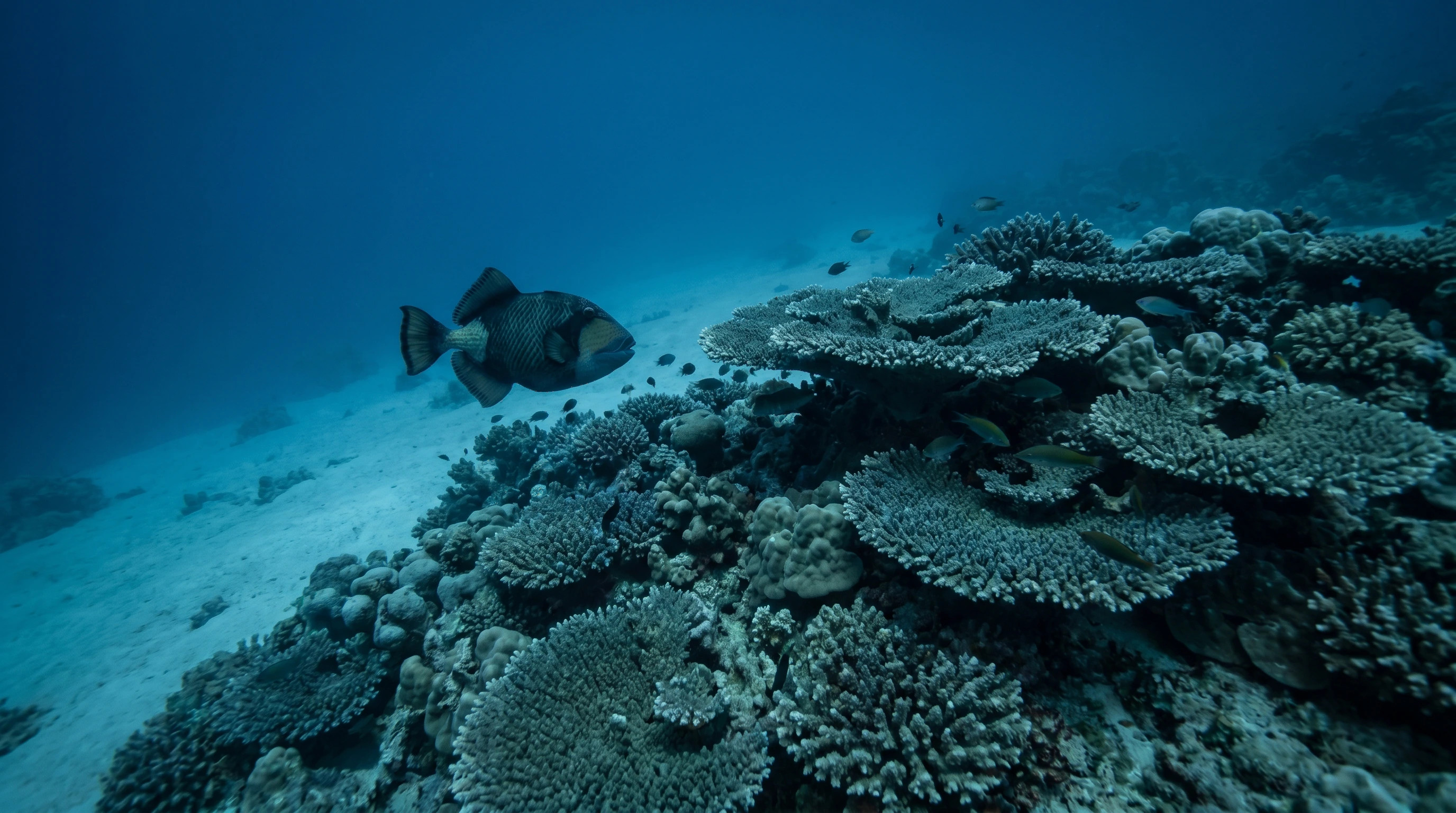 Anchor Reef