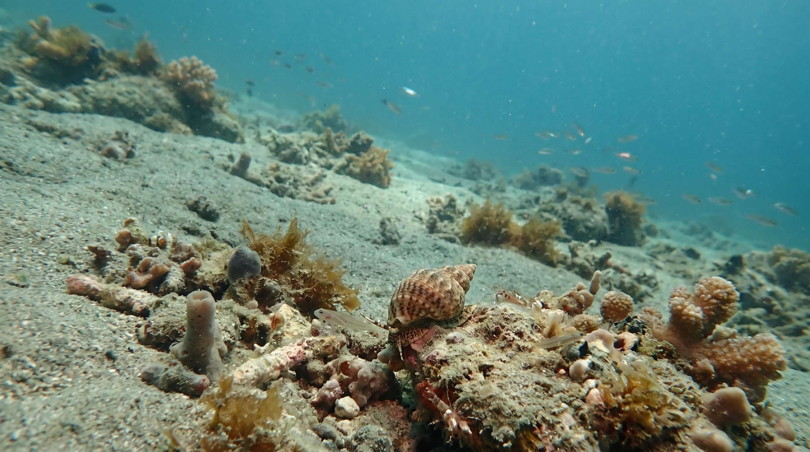 Dive site in Anilao