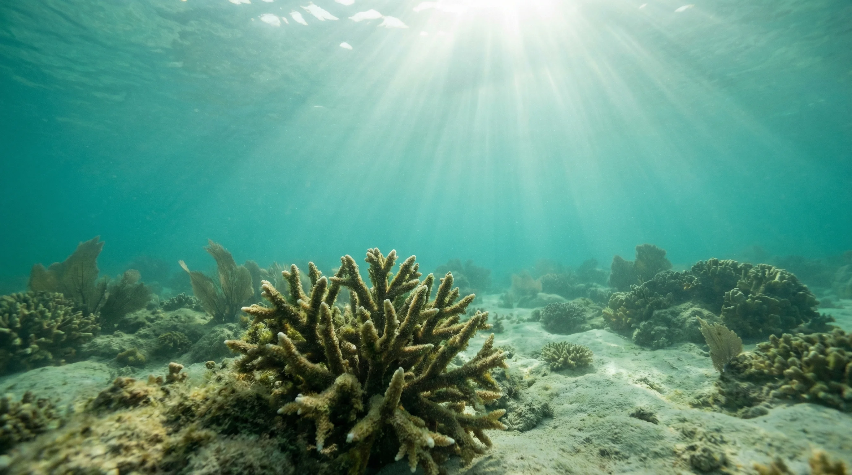 Aroa Marine Reserve