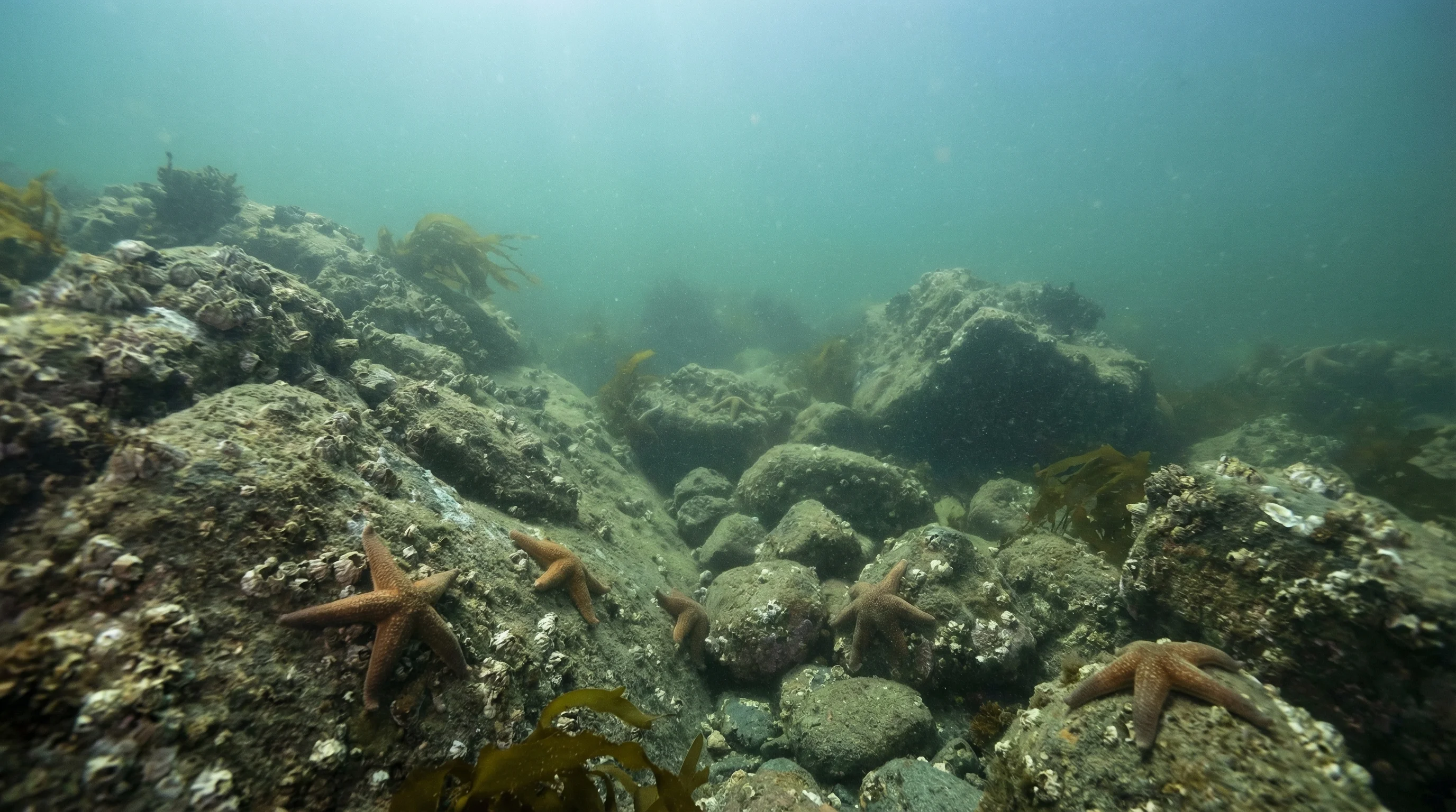 Dive site in Abel Tasman