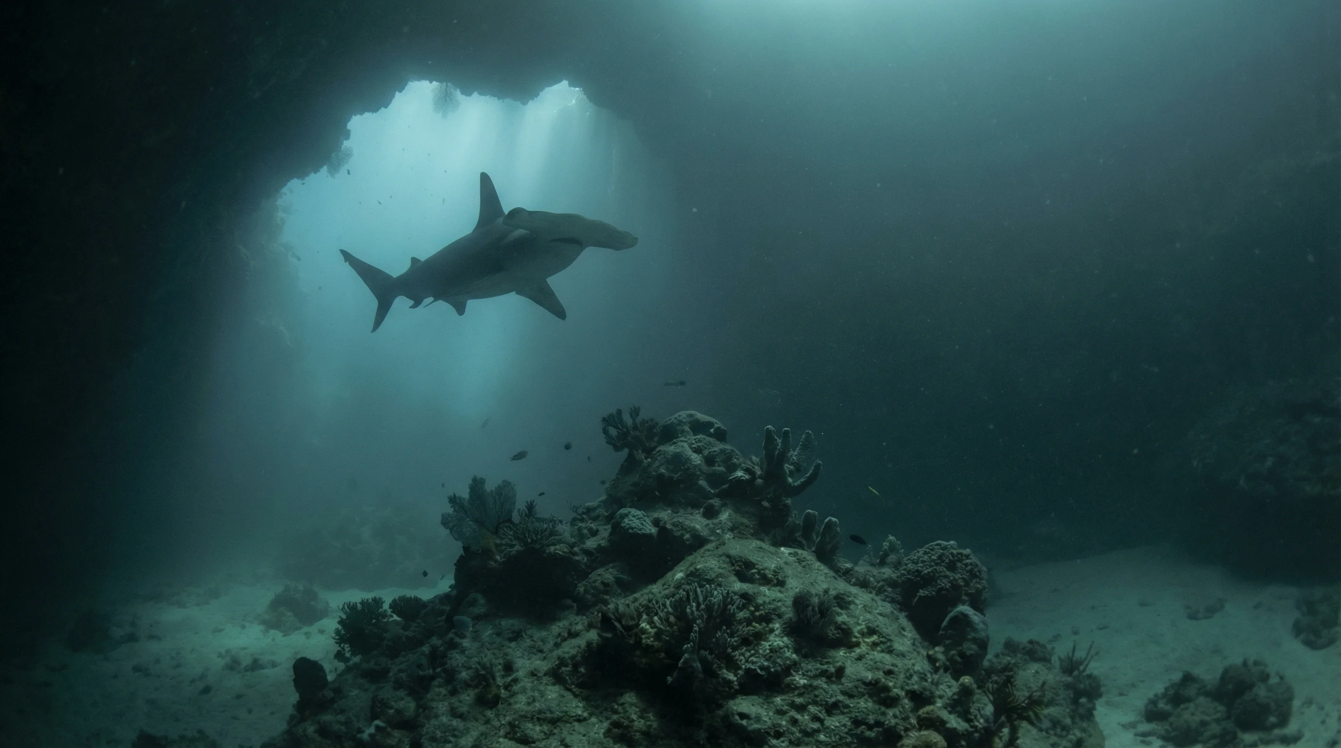 Foggy Shark Cave