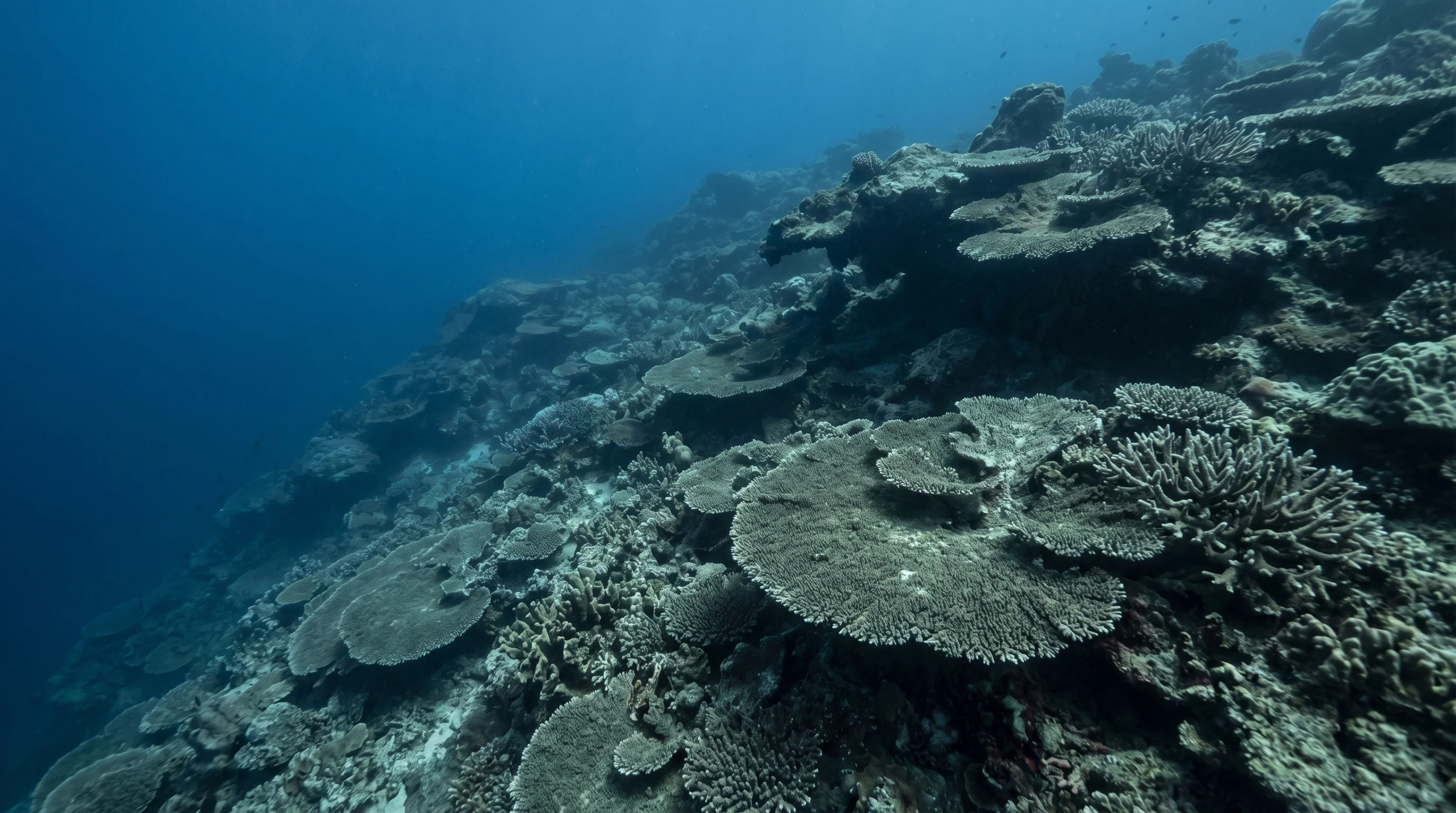 Wangi-Wangi Island