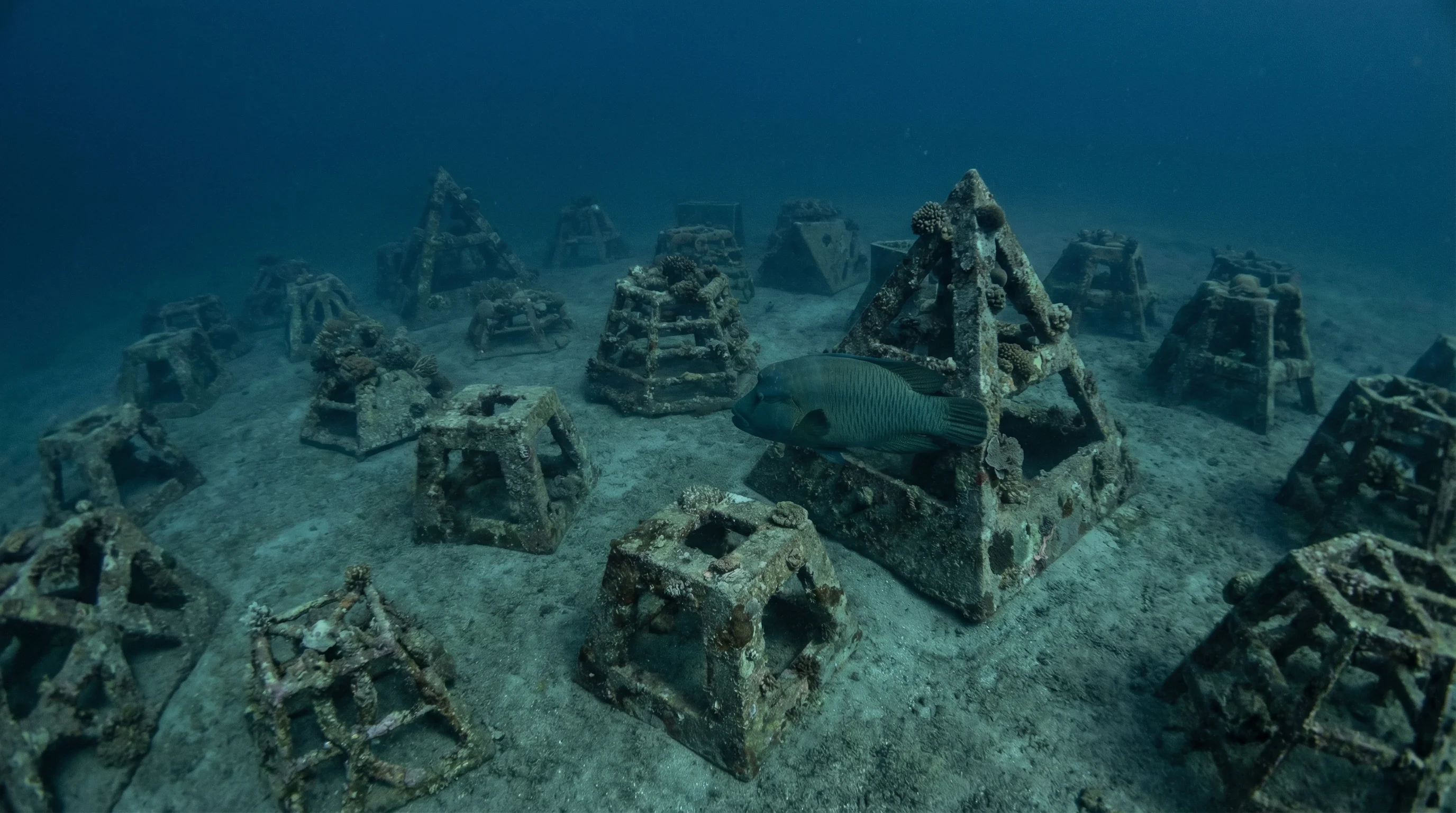 Ban's Artificial Reef