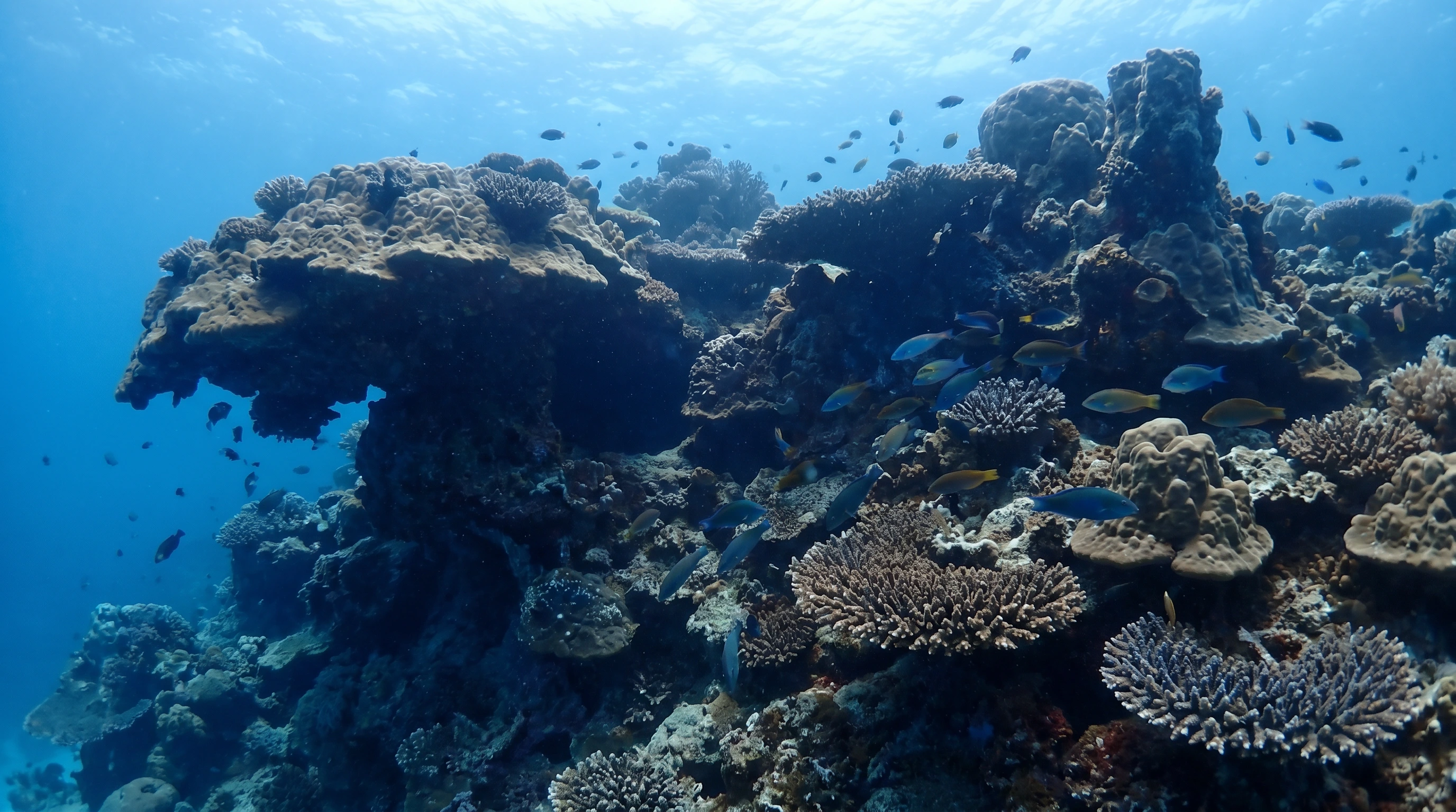 Banana Reef