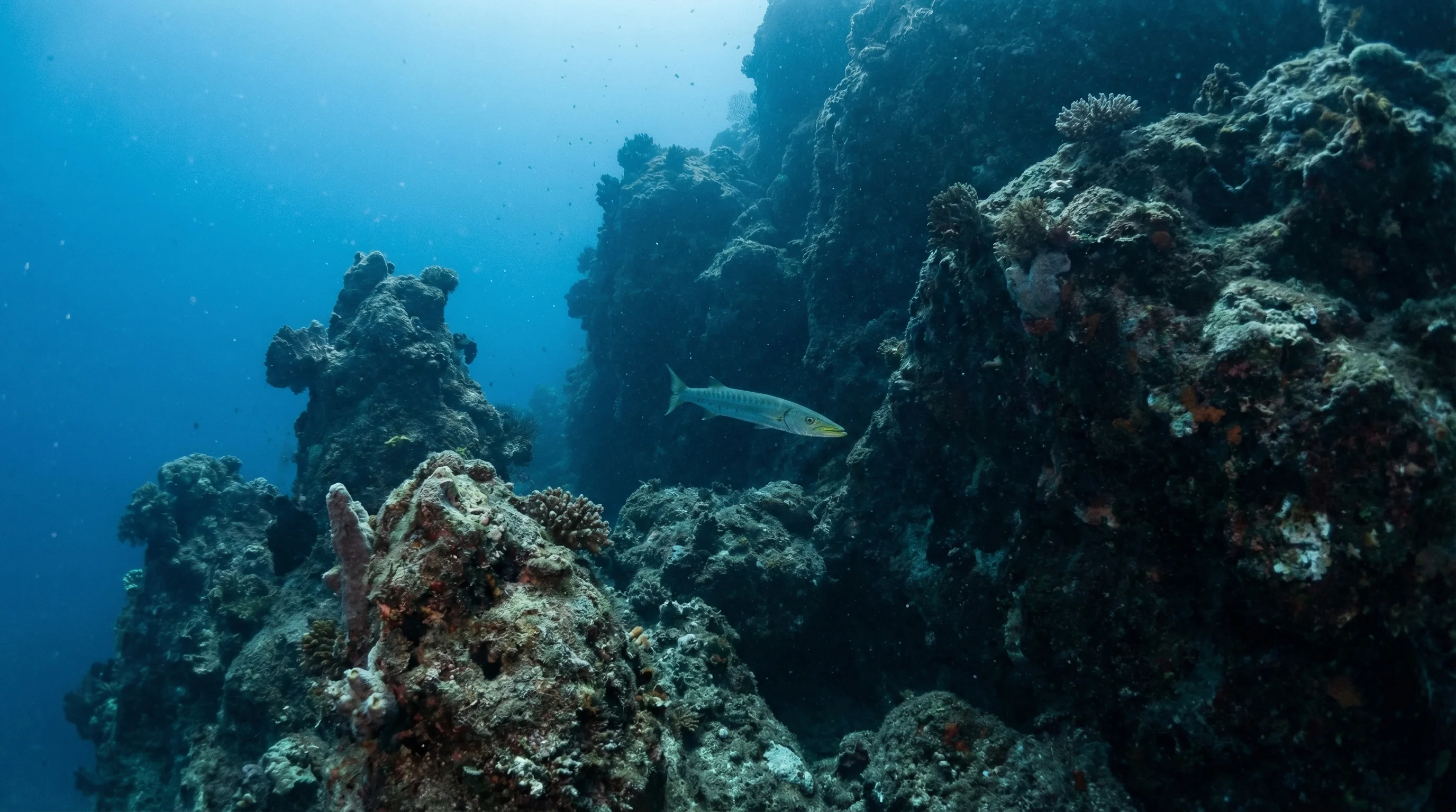 Barracuda Rock