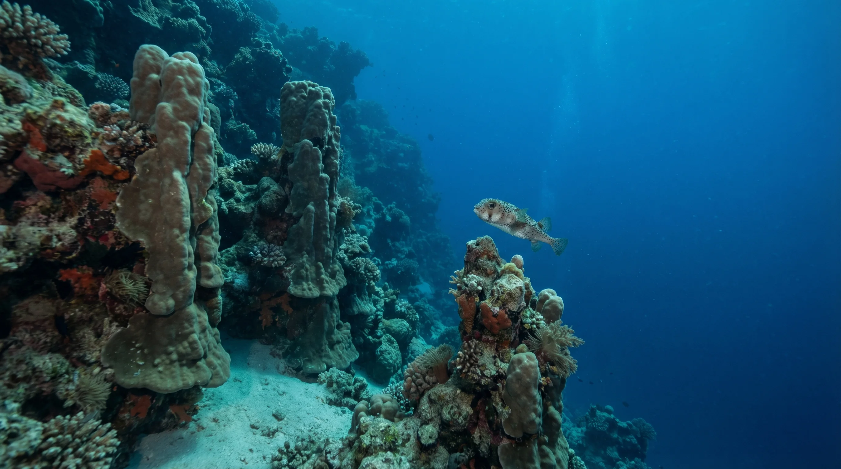 Blind Reef