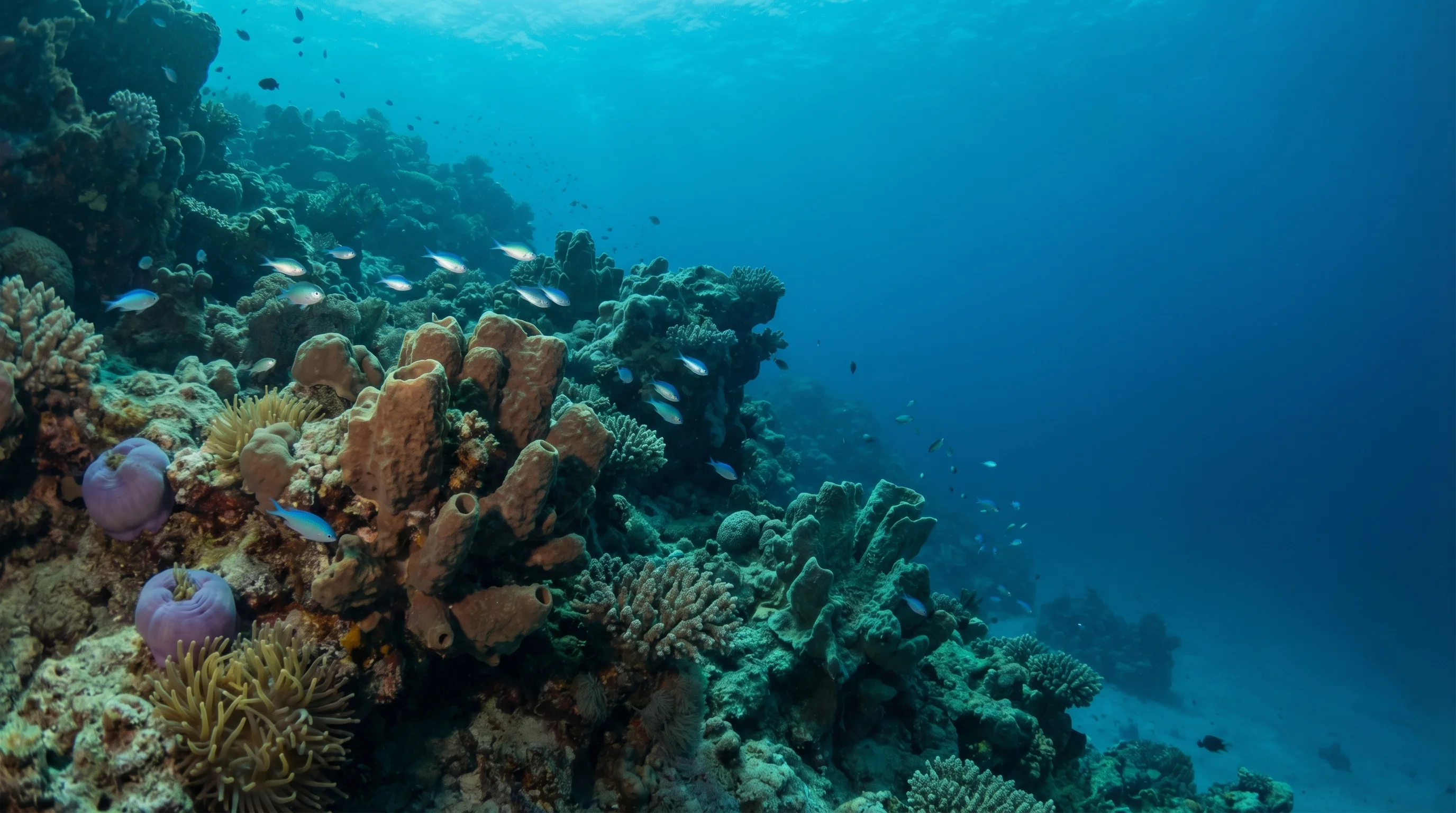 Flamenco housereef