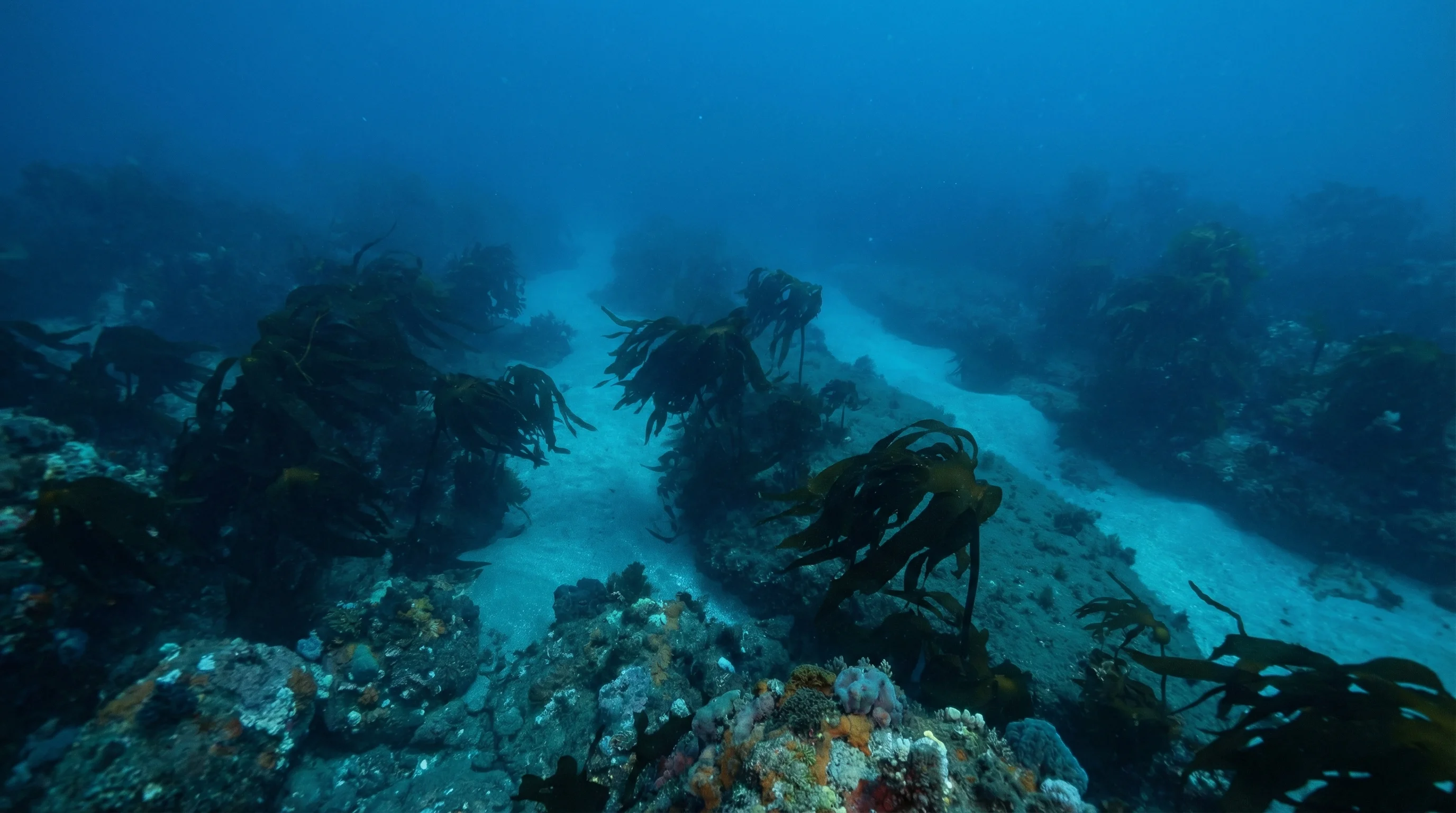 Blackhead Reef