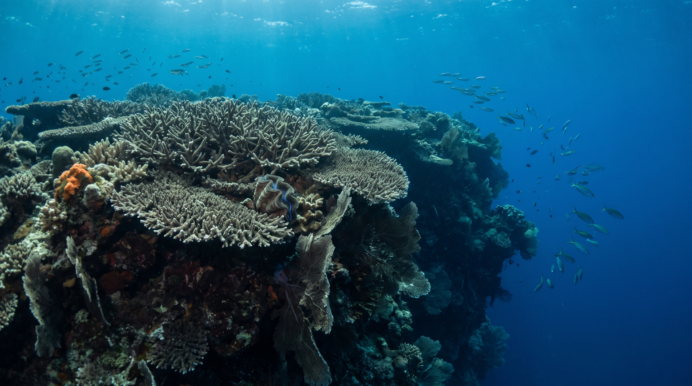 Dive site in Rock Islands