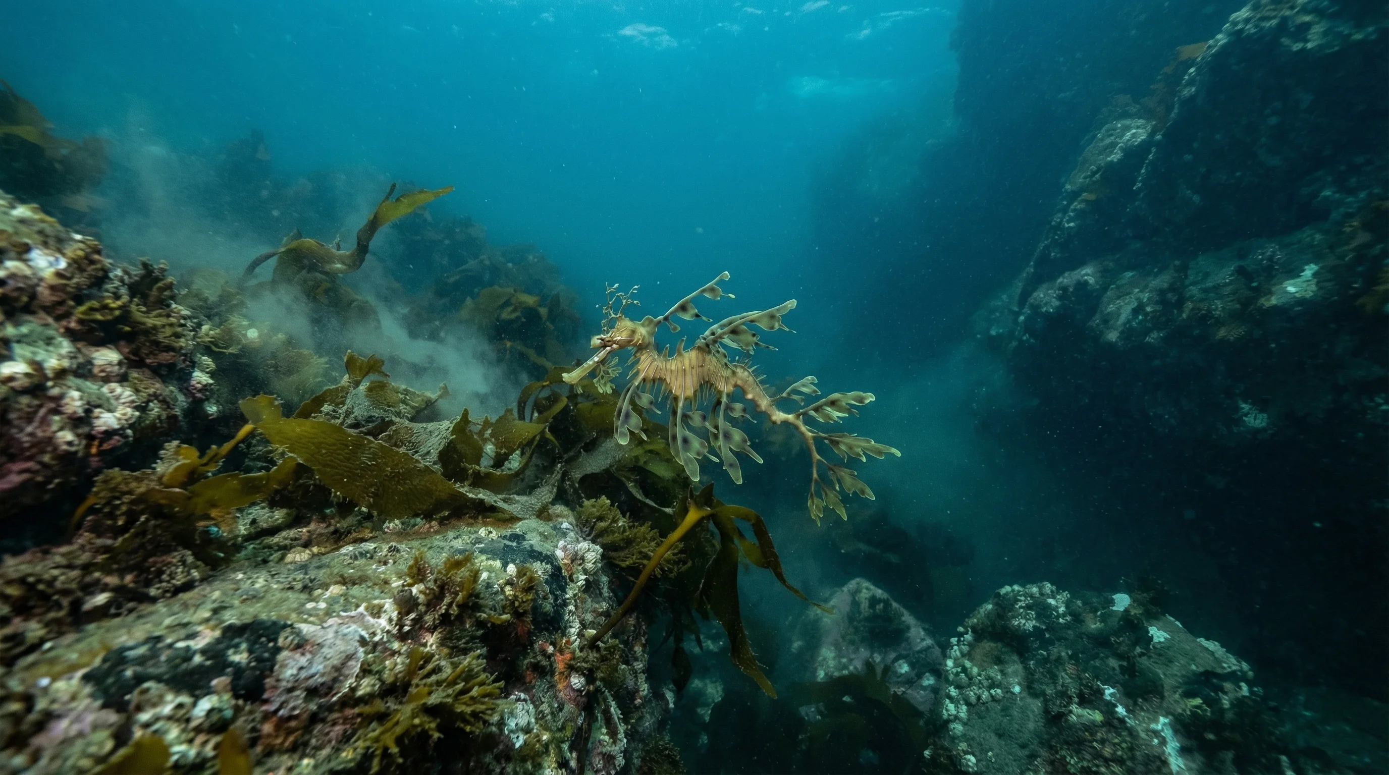 Macquarie Heads (Entrance Island)