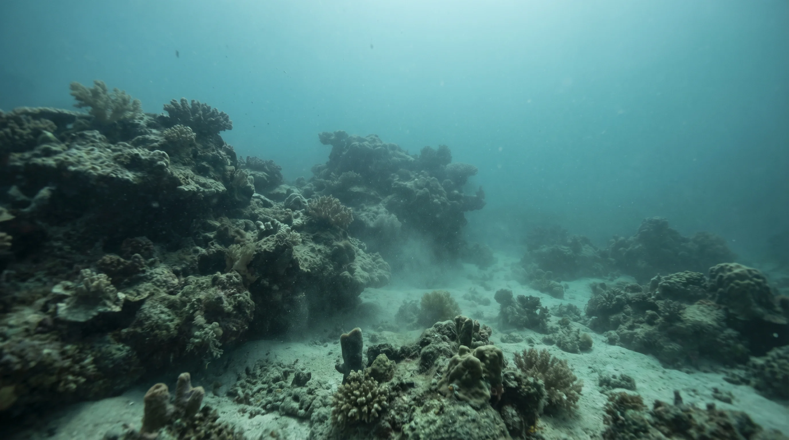 Aydin Reef