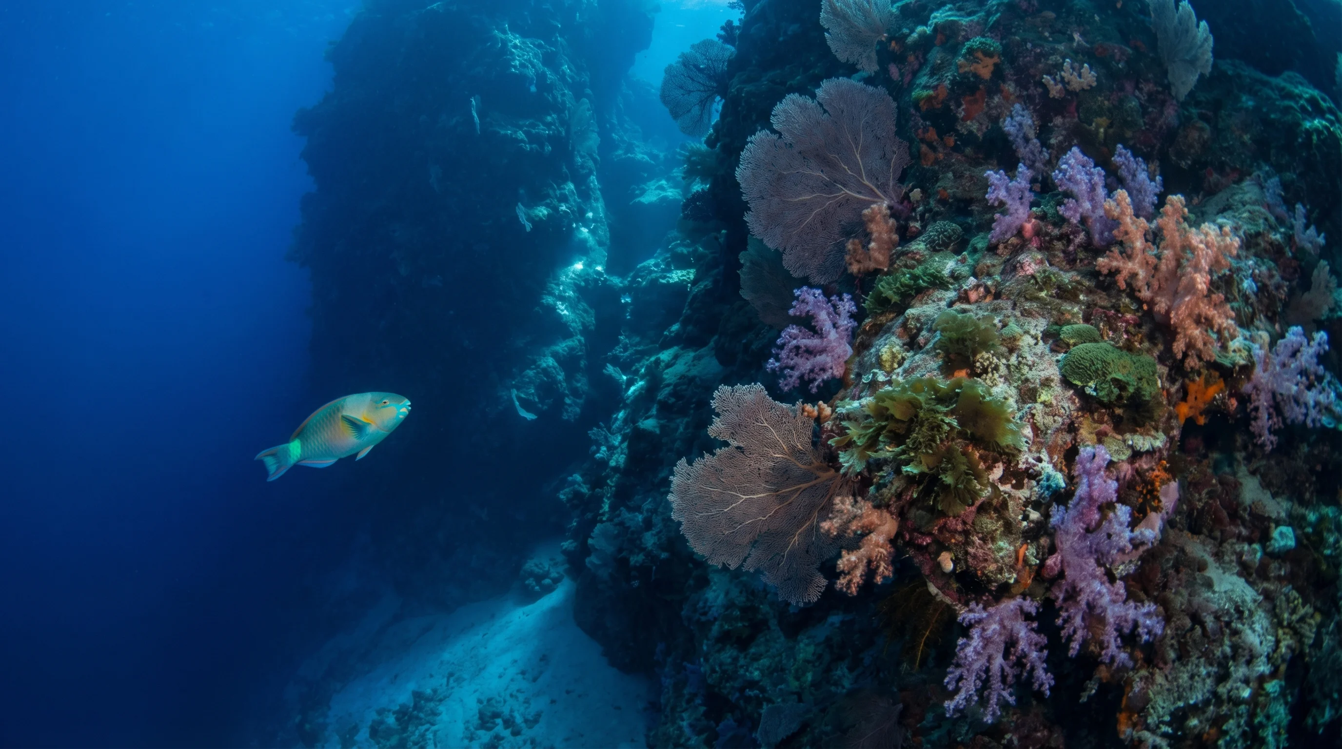 Dive site in Bunaken & Manado