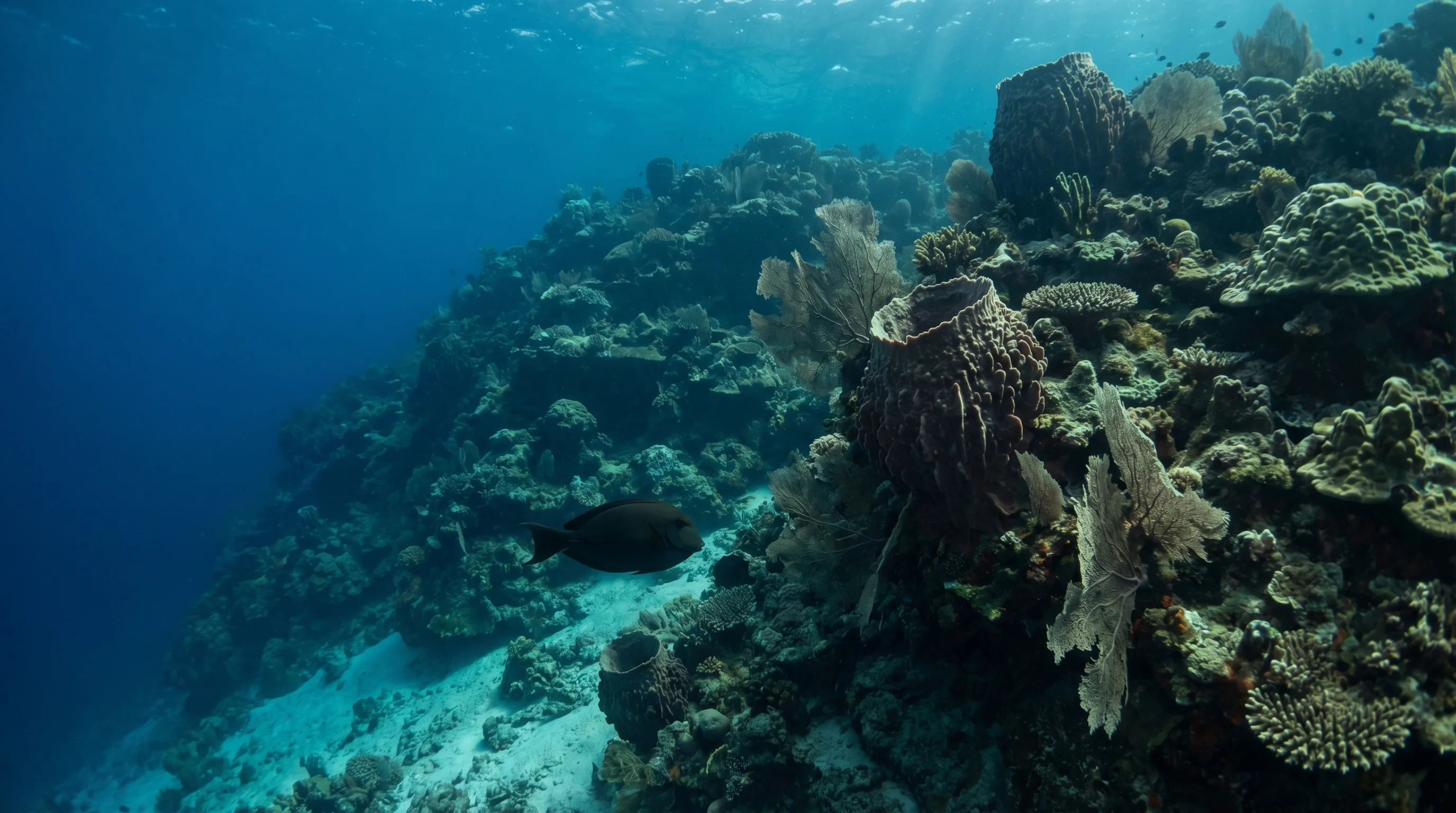 Bunaken Timur 1