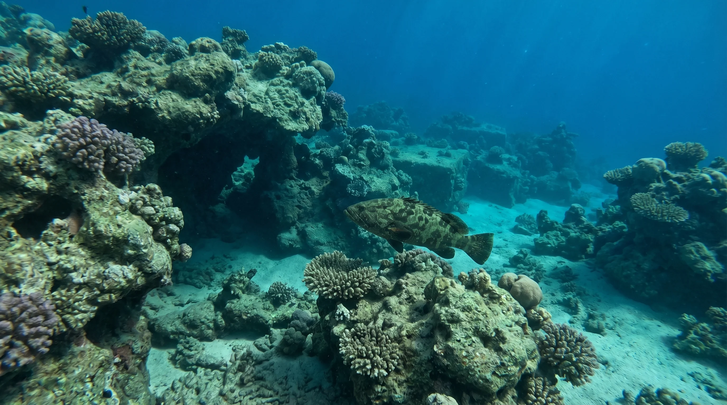 Sharm Fugani