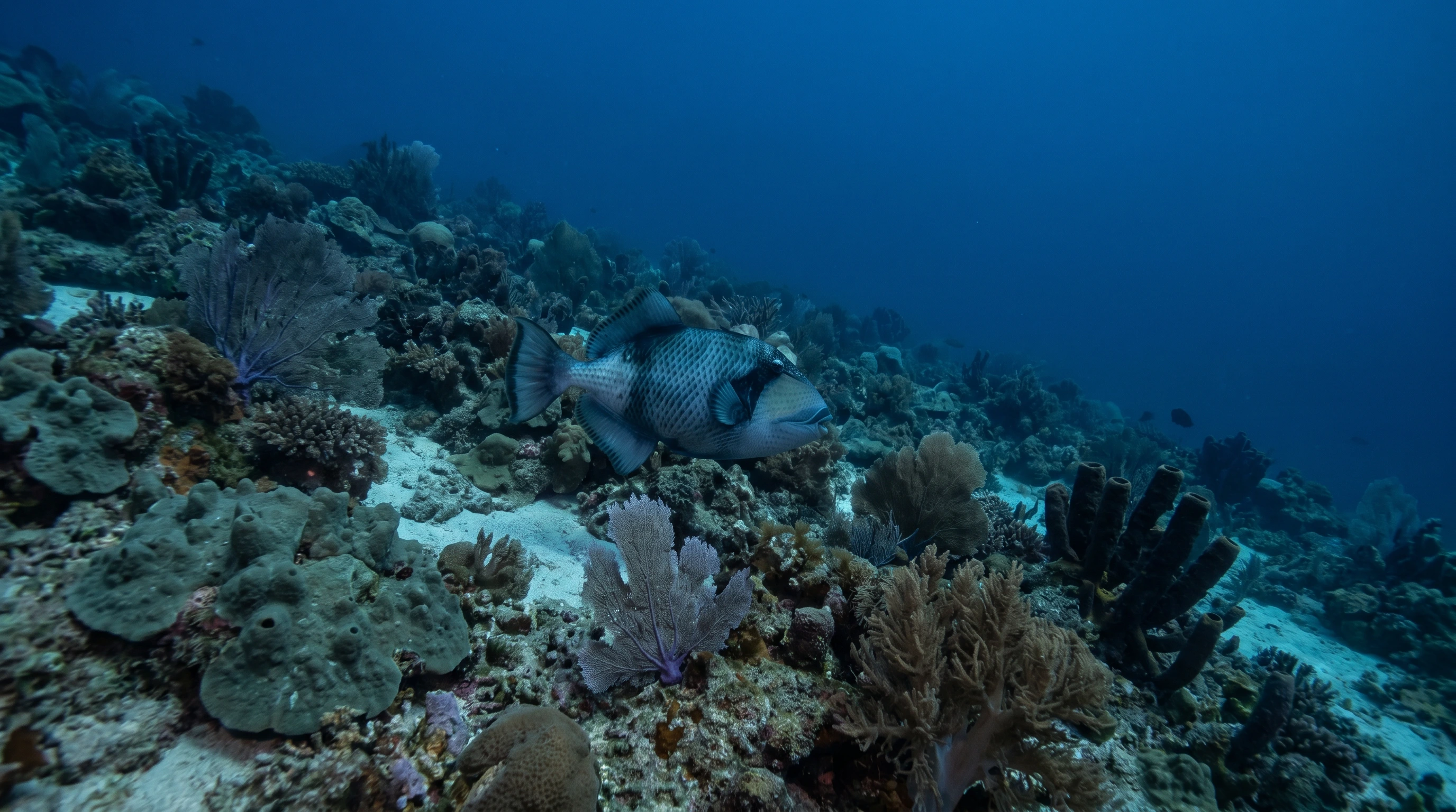 Clement Reef