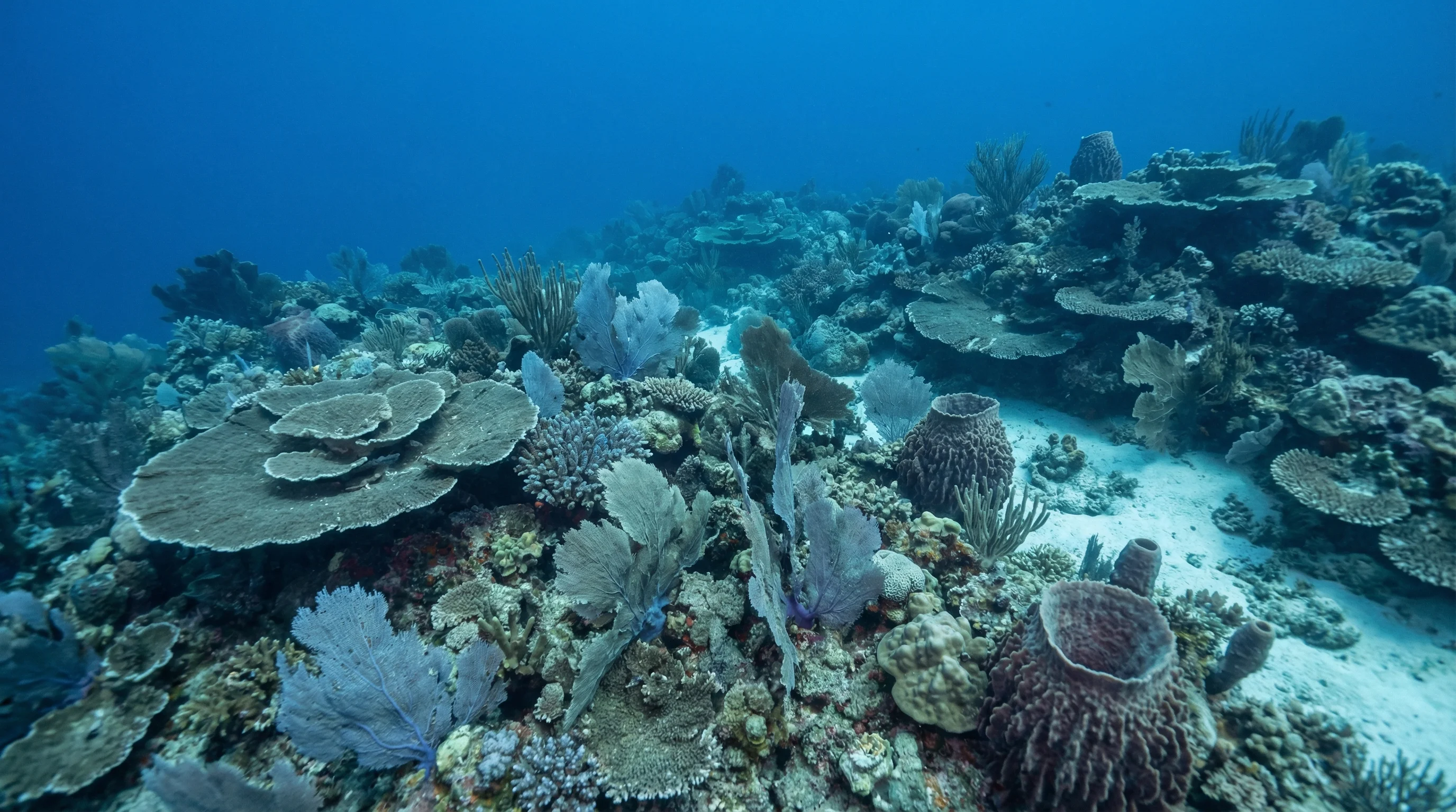 Coral Gardens