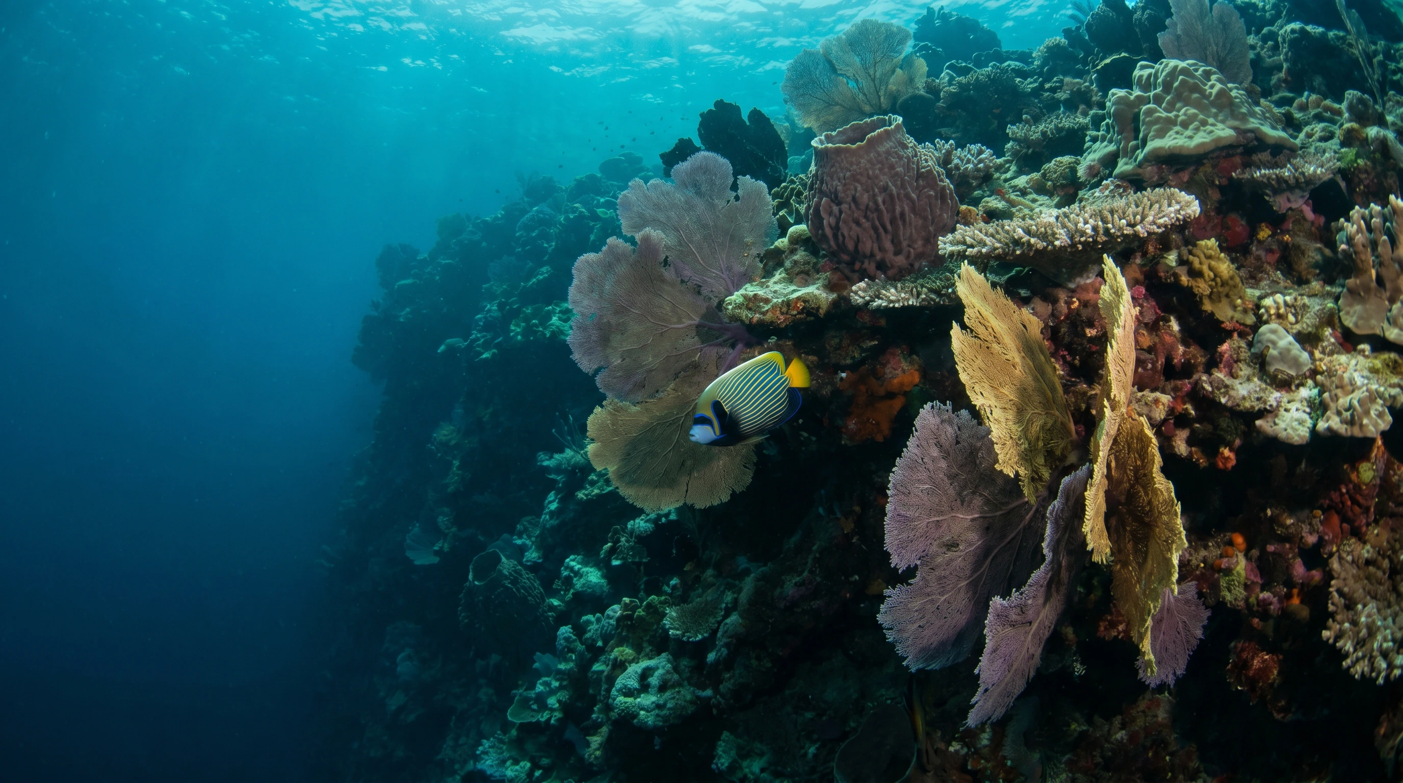 Coral Gardens