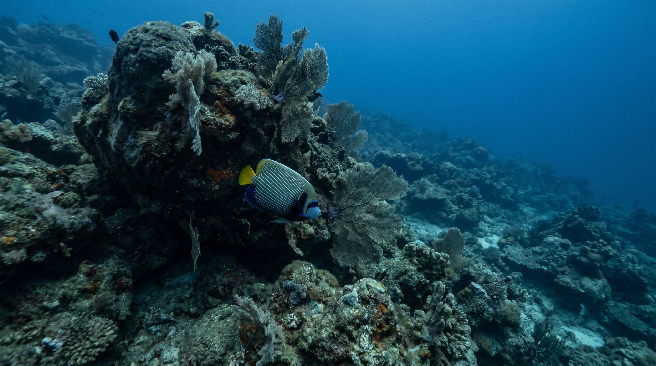 Coral Gardens