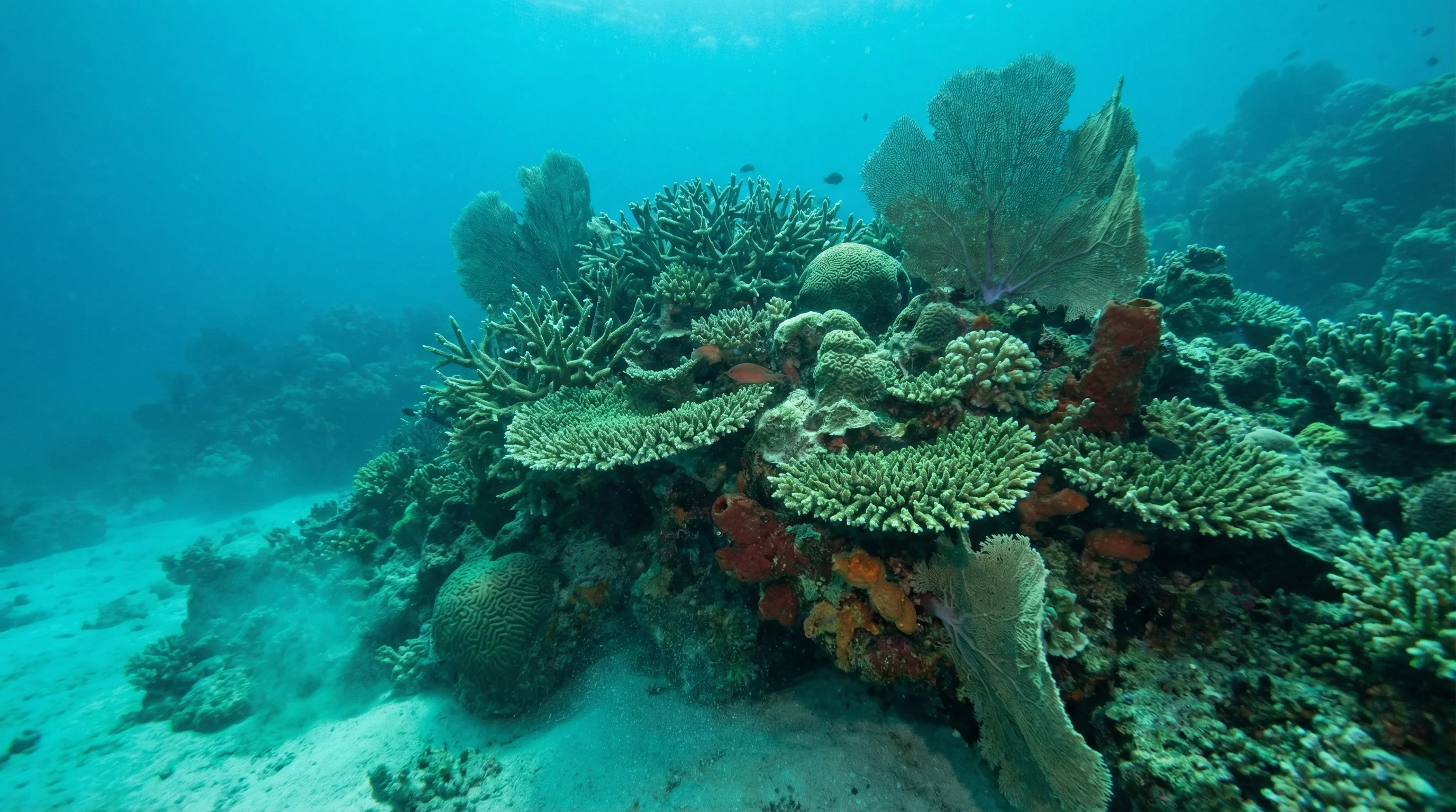 Coral Island
