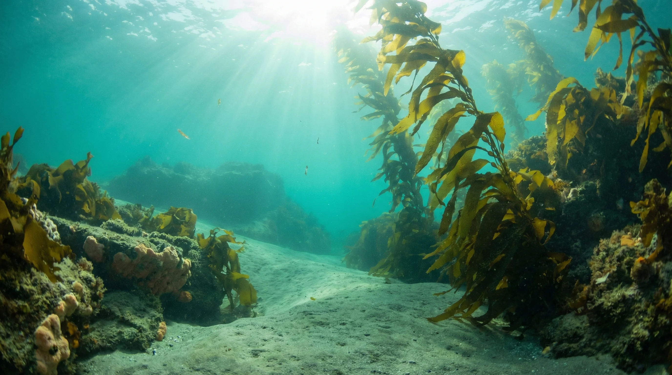 Crayfish Bay