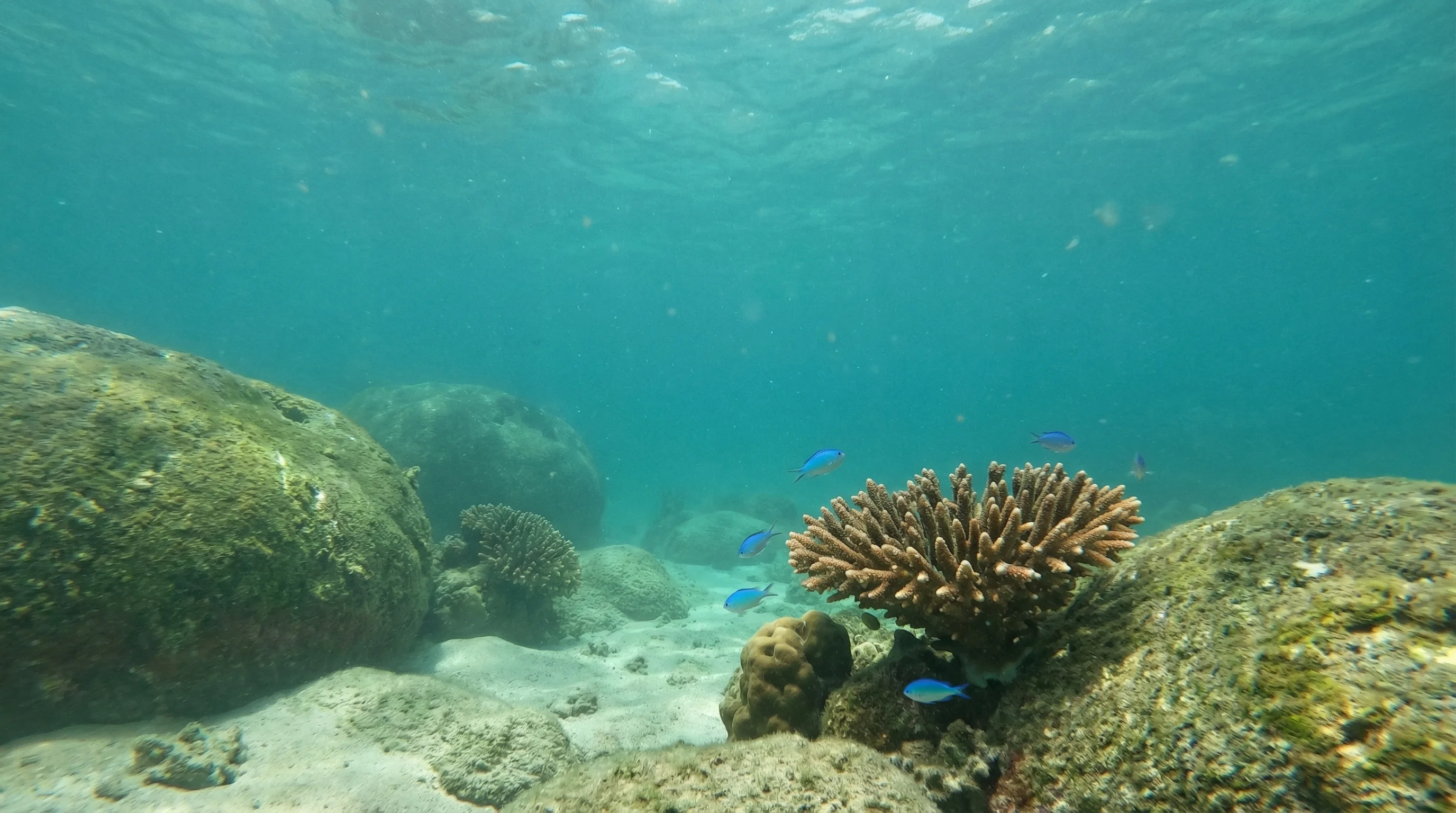 Dive site in Koh Samui