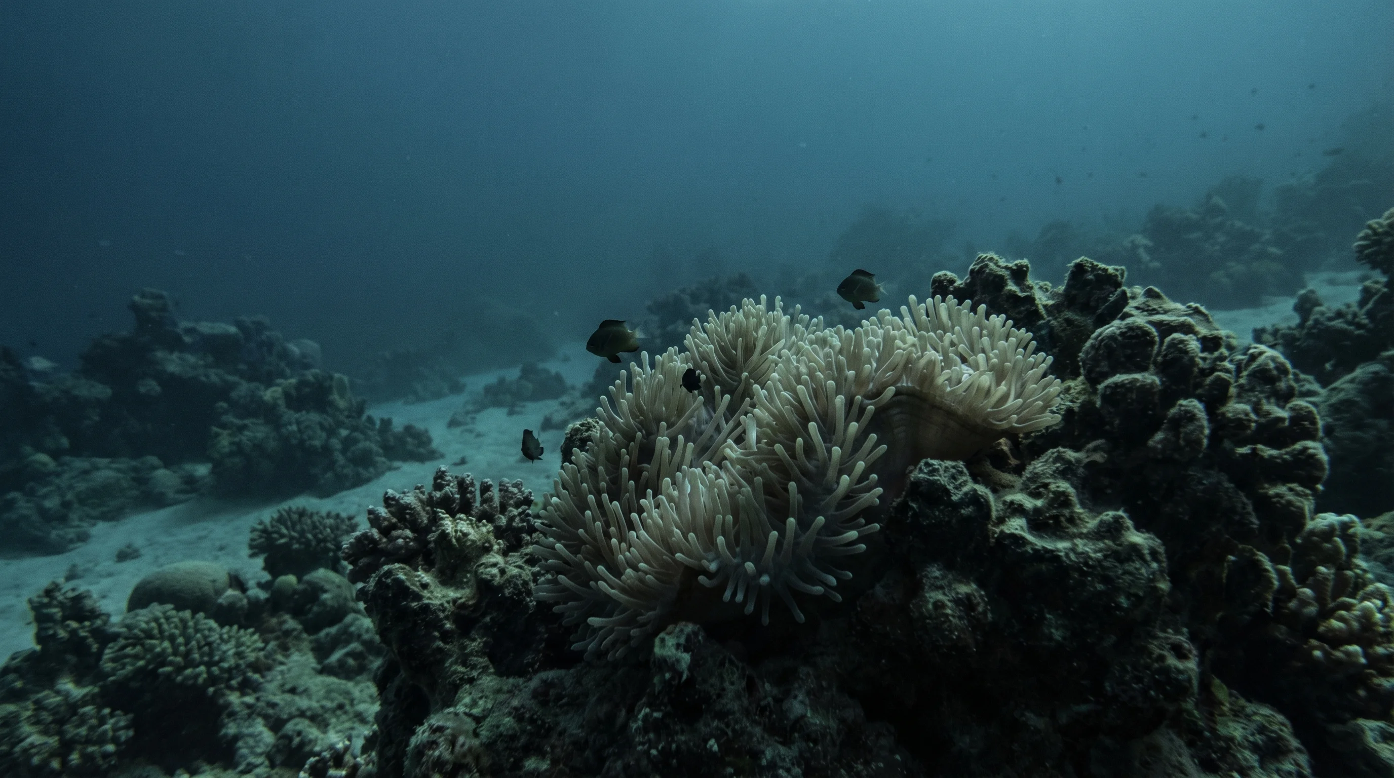 White House Reef