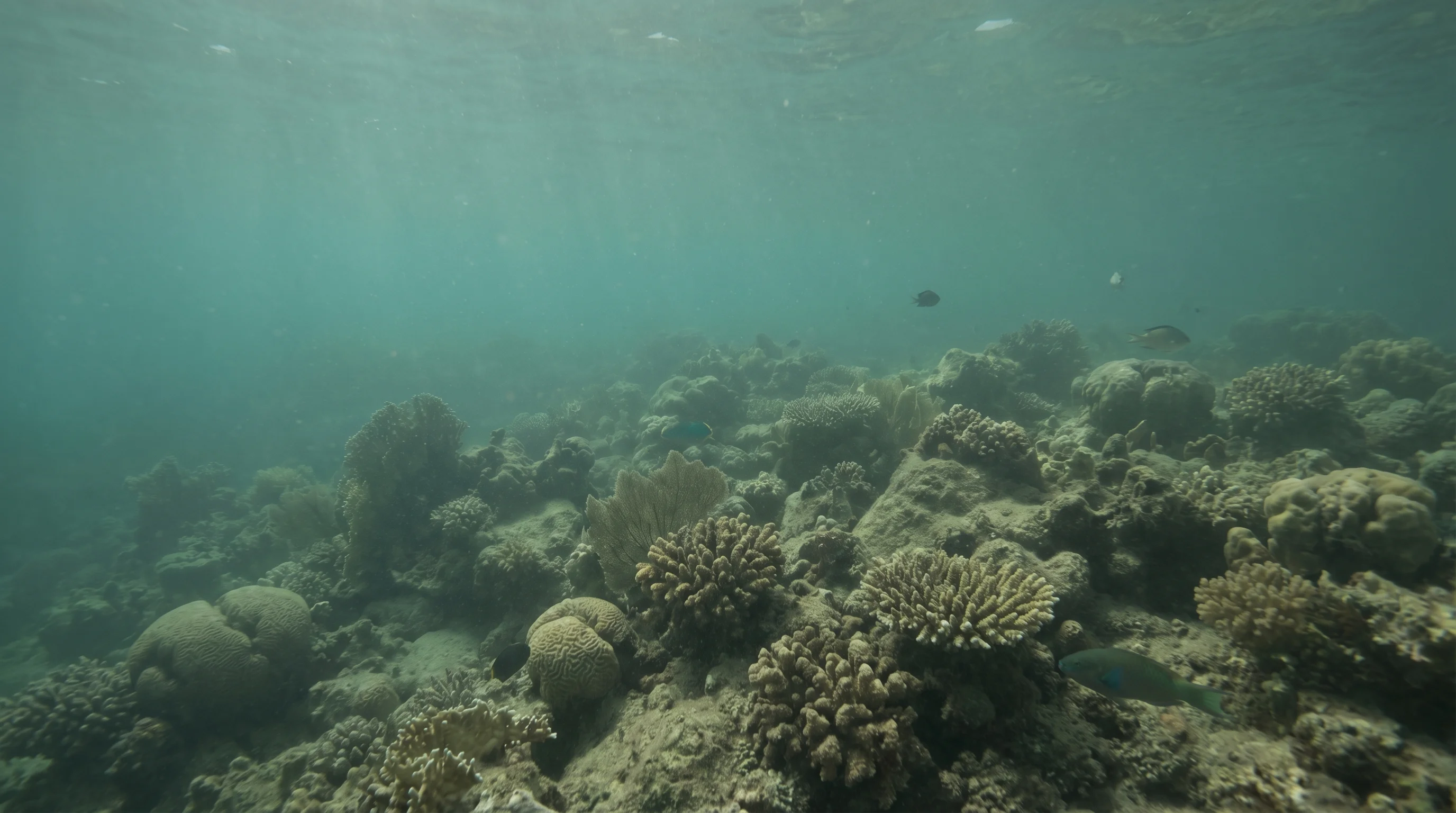 Dive site in Nuweiba & Taba