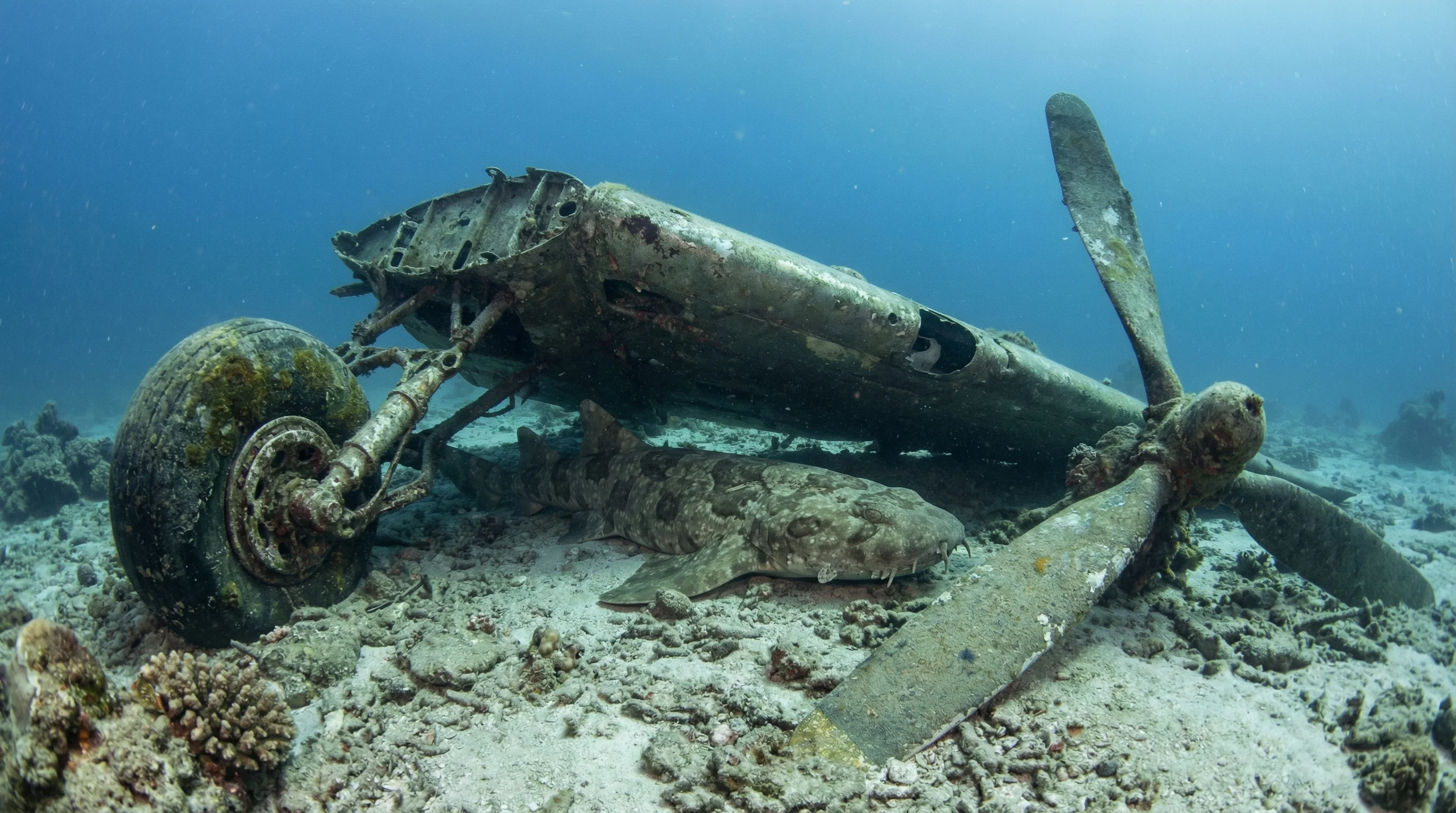 DC3 Undercarriage (Wreck)