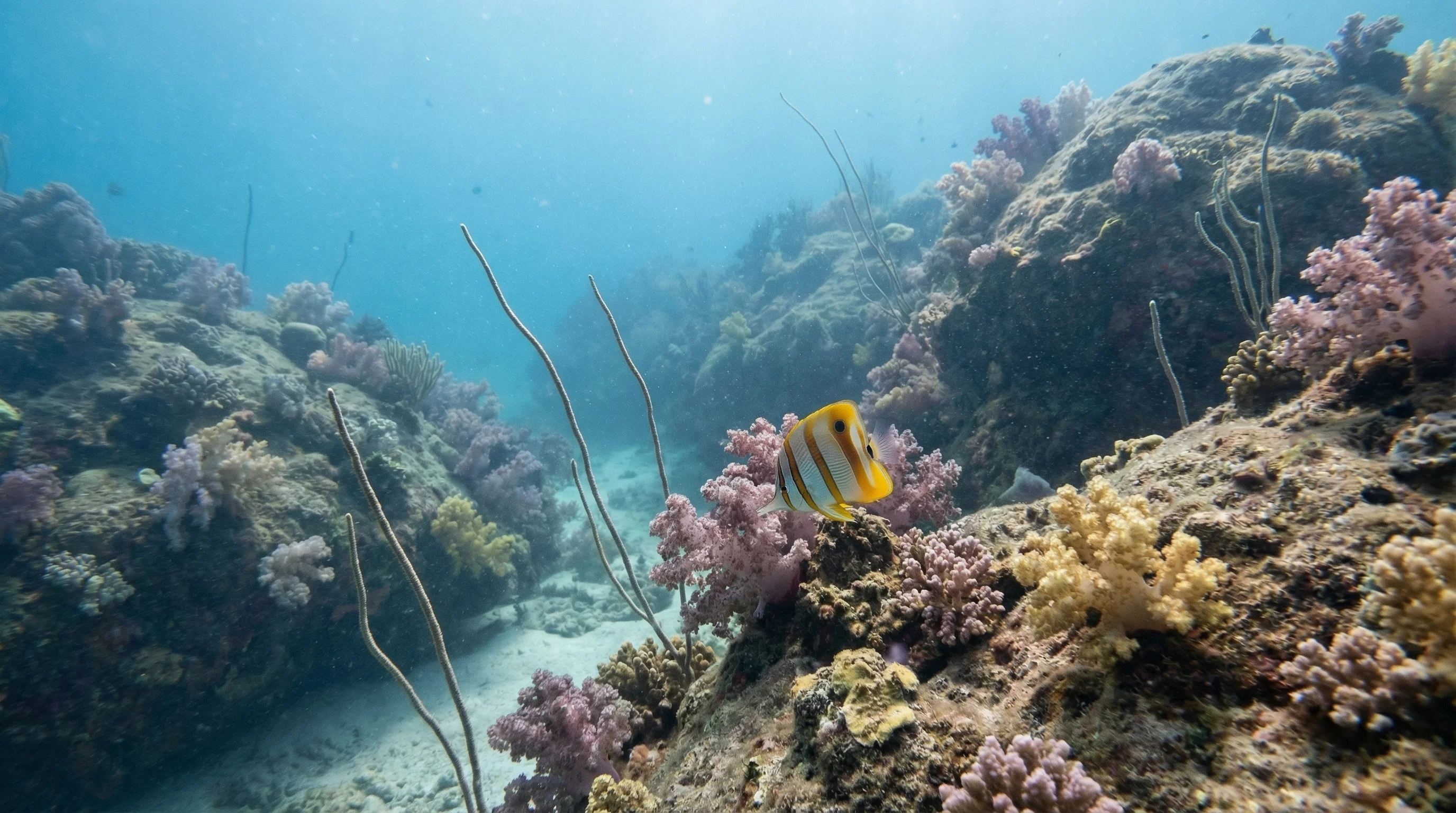 Deep Reef