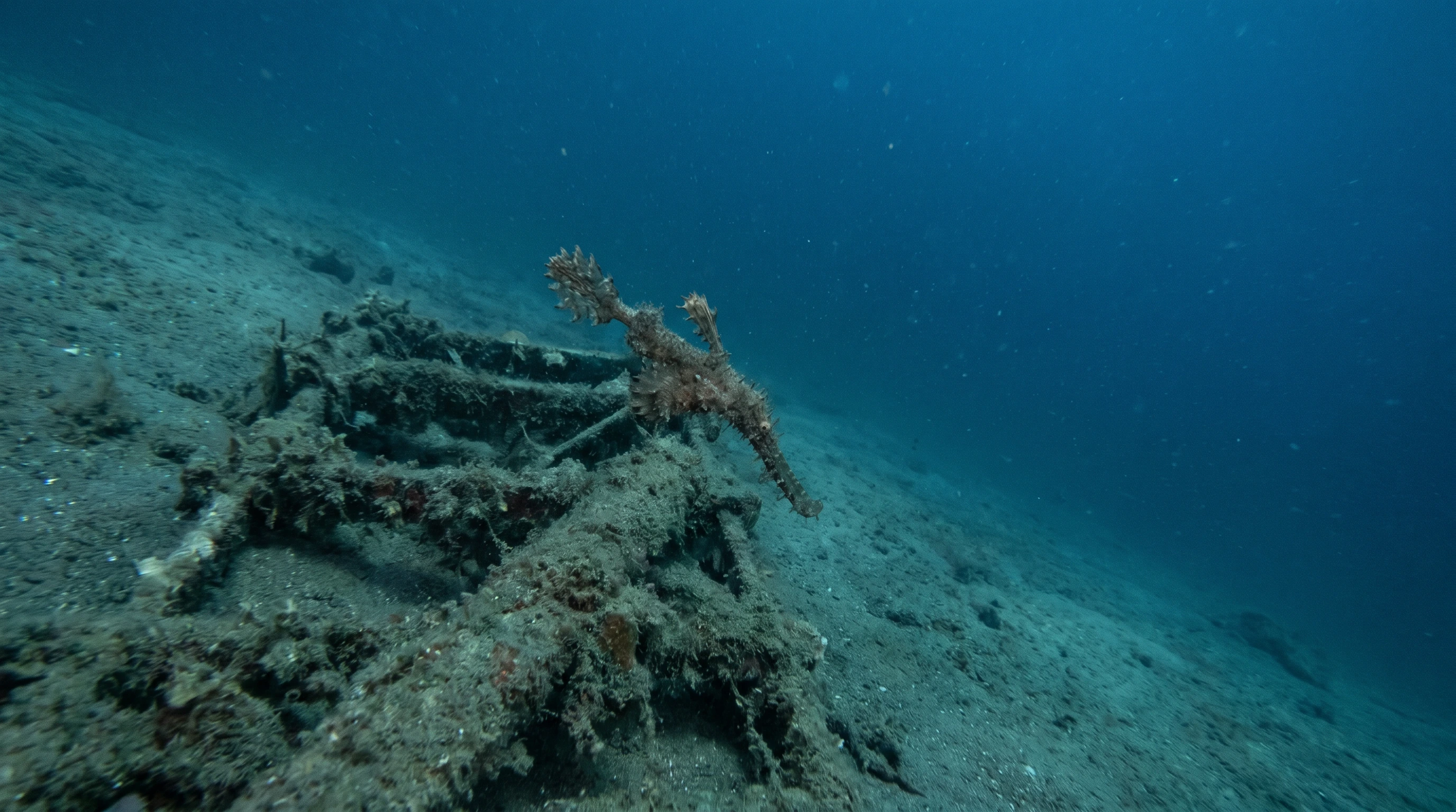 Dive-Society