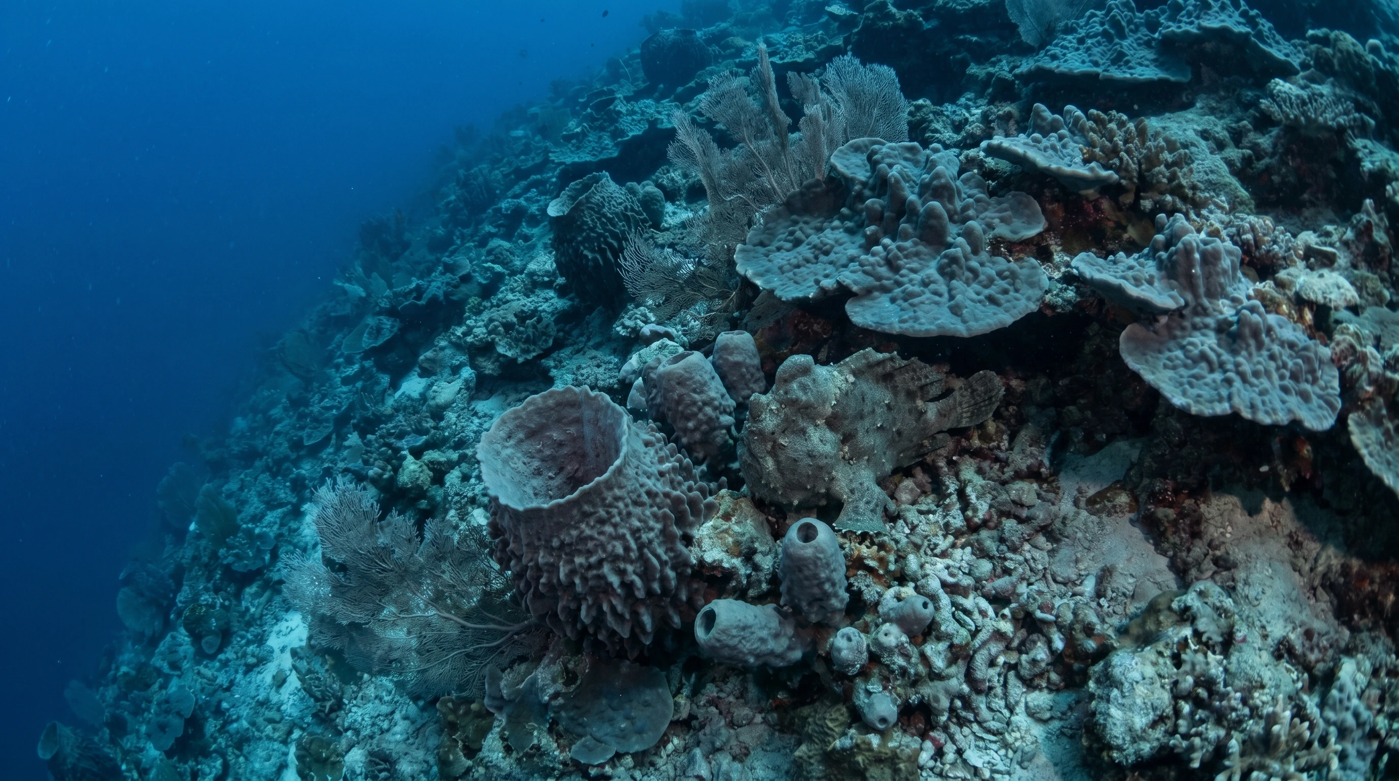 Dive site in Balicasag Island