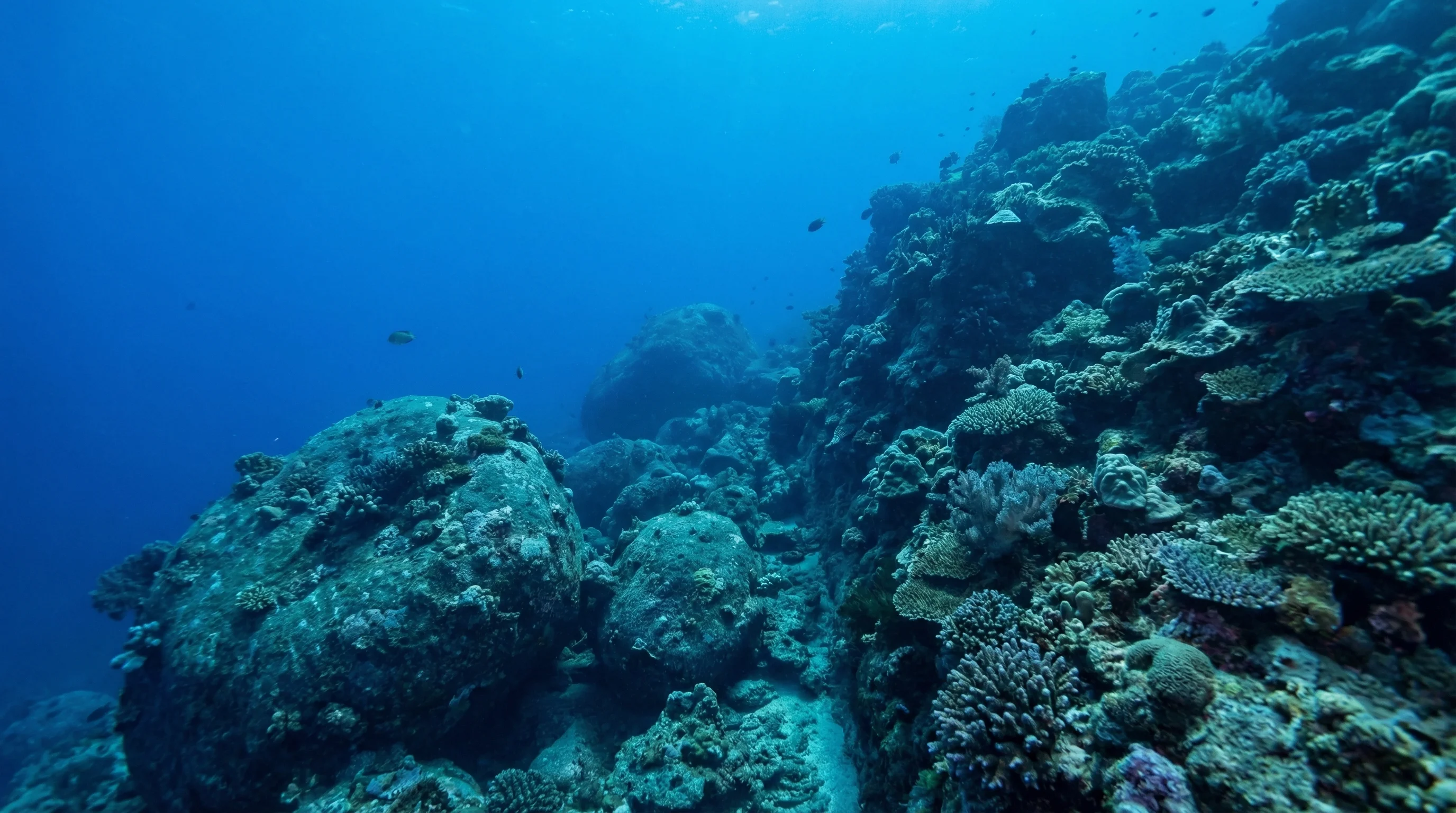 Sea Bees