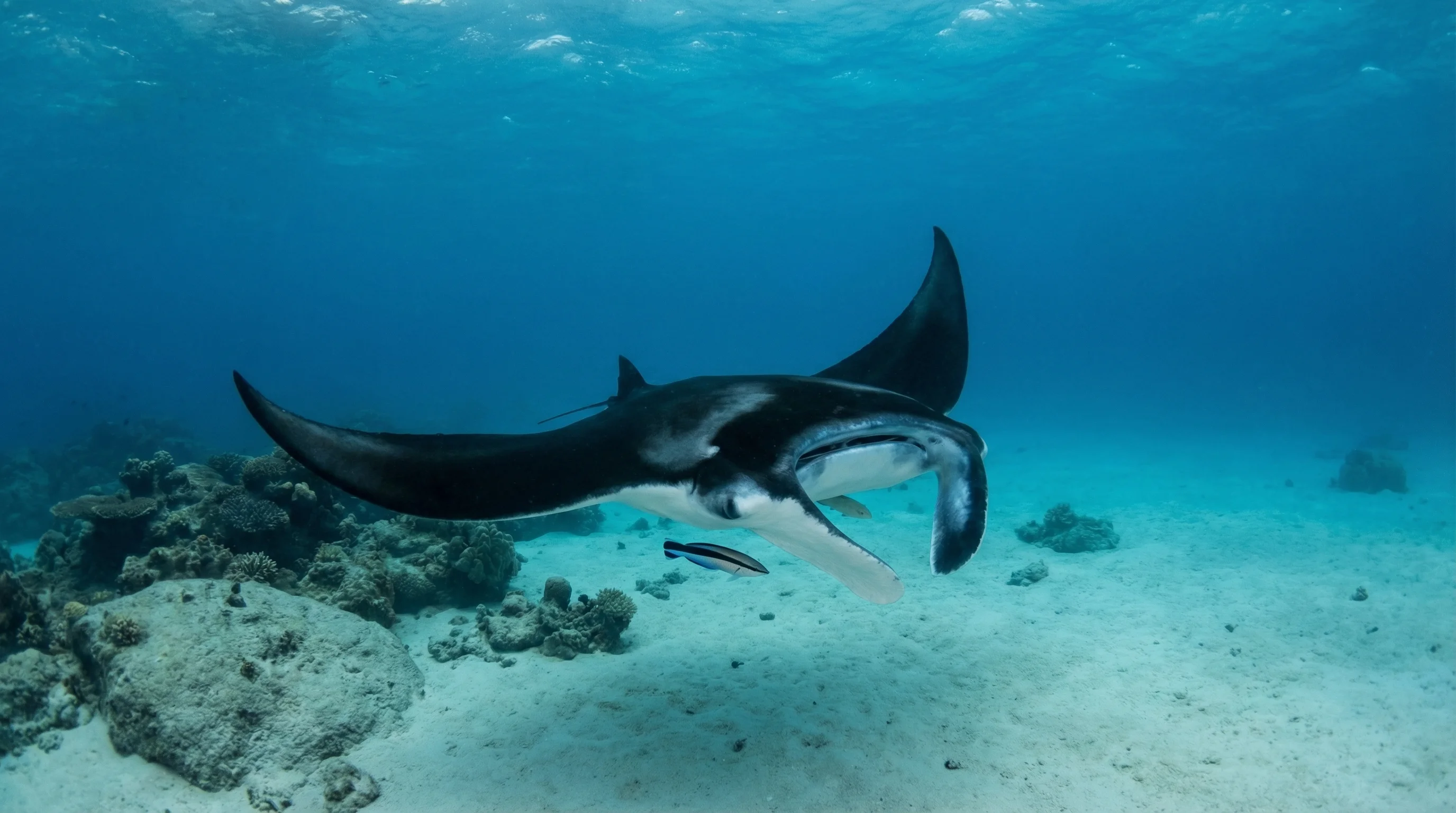 Manta Ray Station