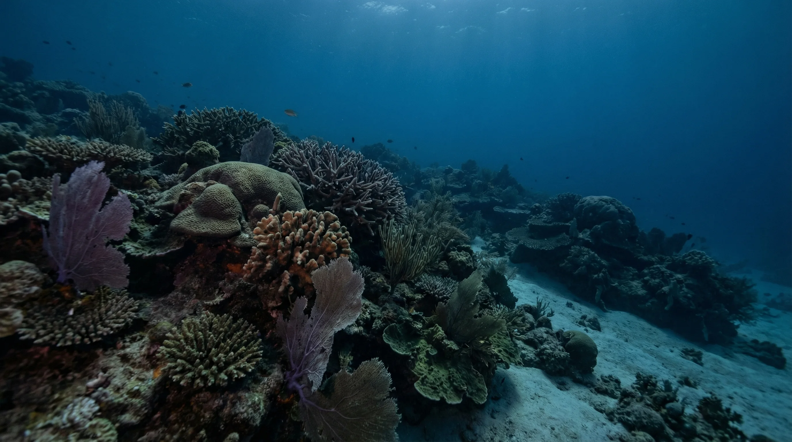 Eastern Shallows
