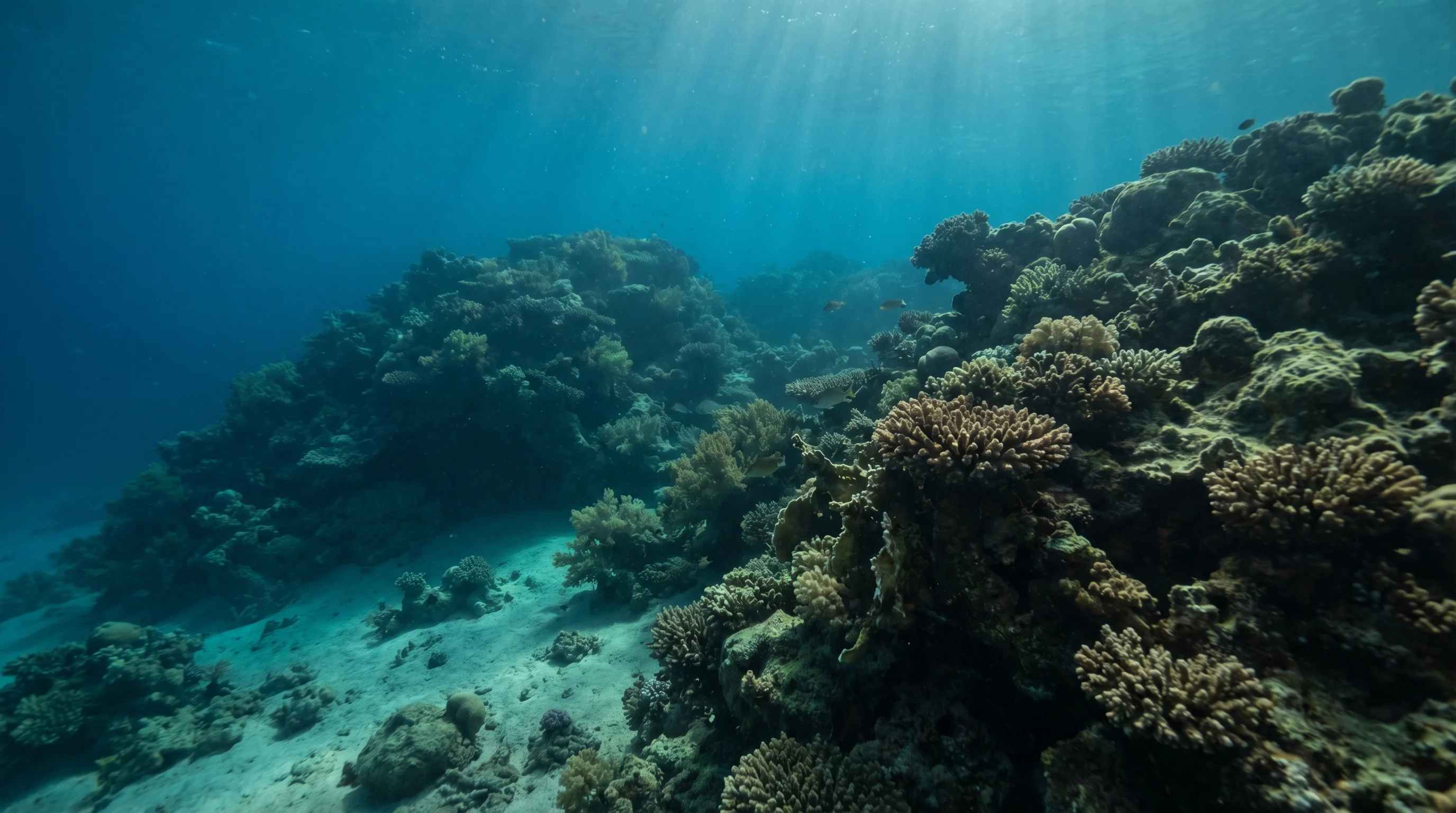 Sheraton House Reef