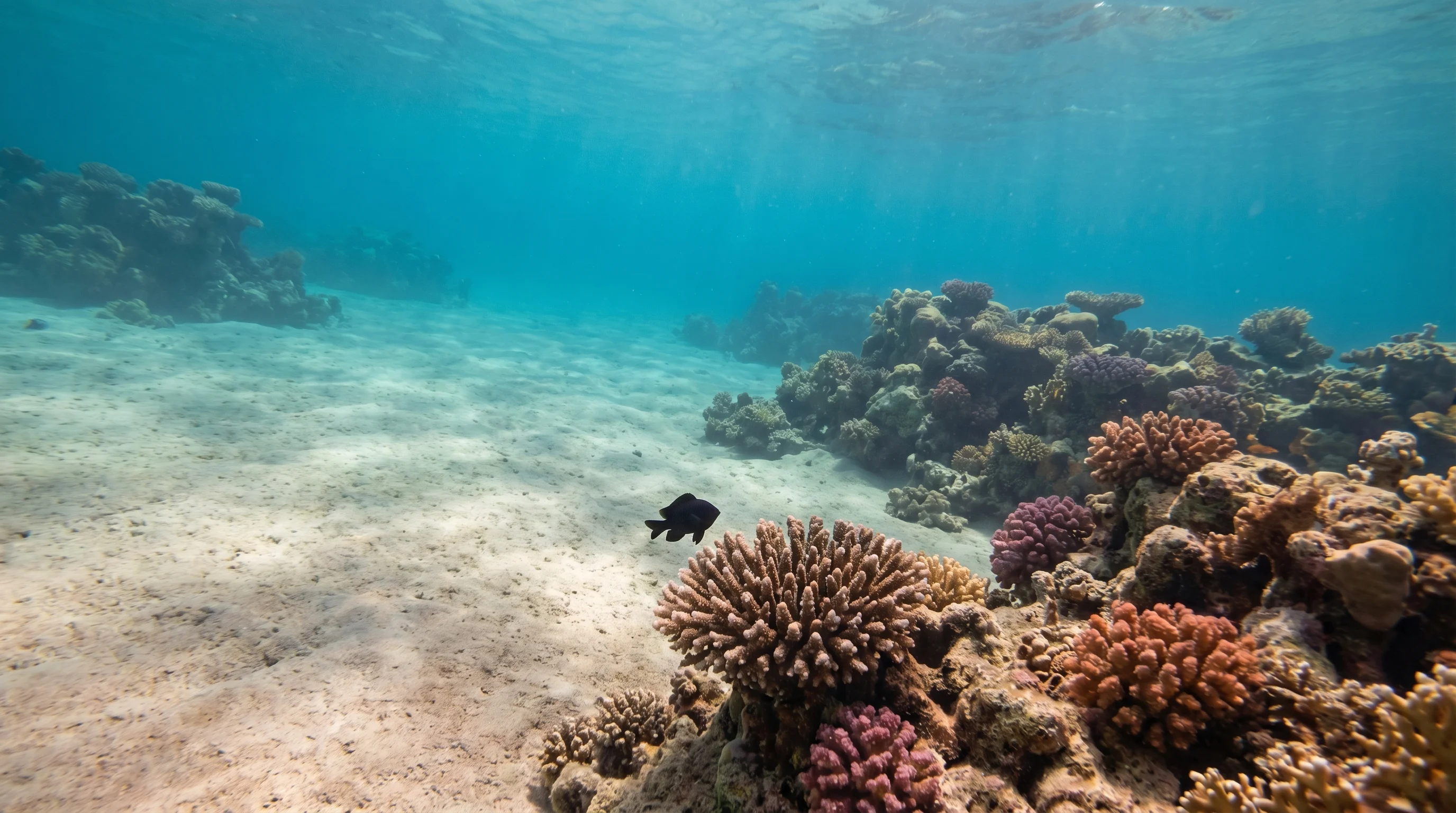 House Reef Taba