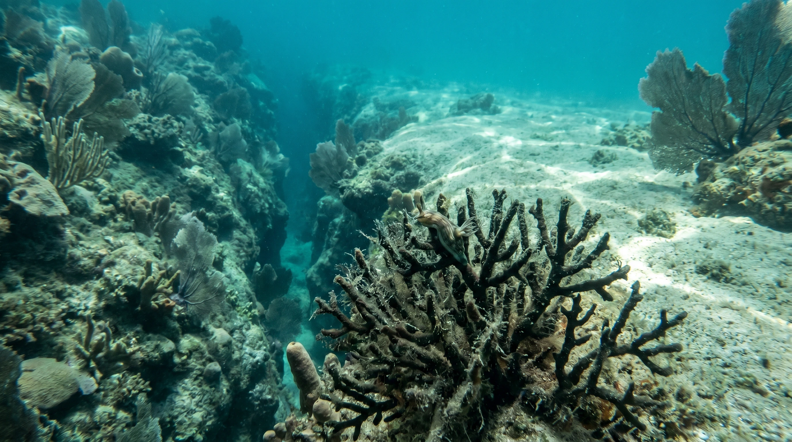 Dive site in Balicasag Island