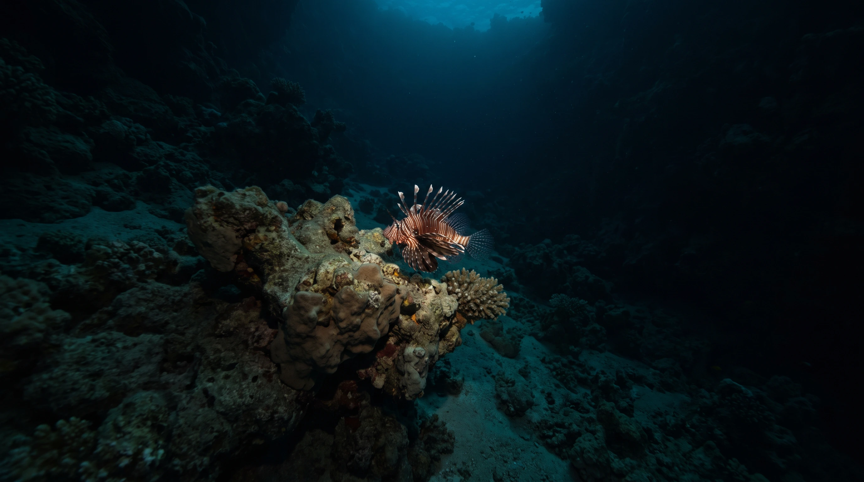 Free Dive Dahab