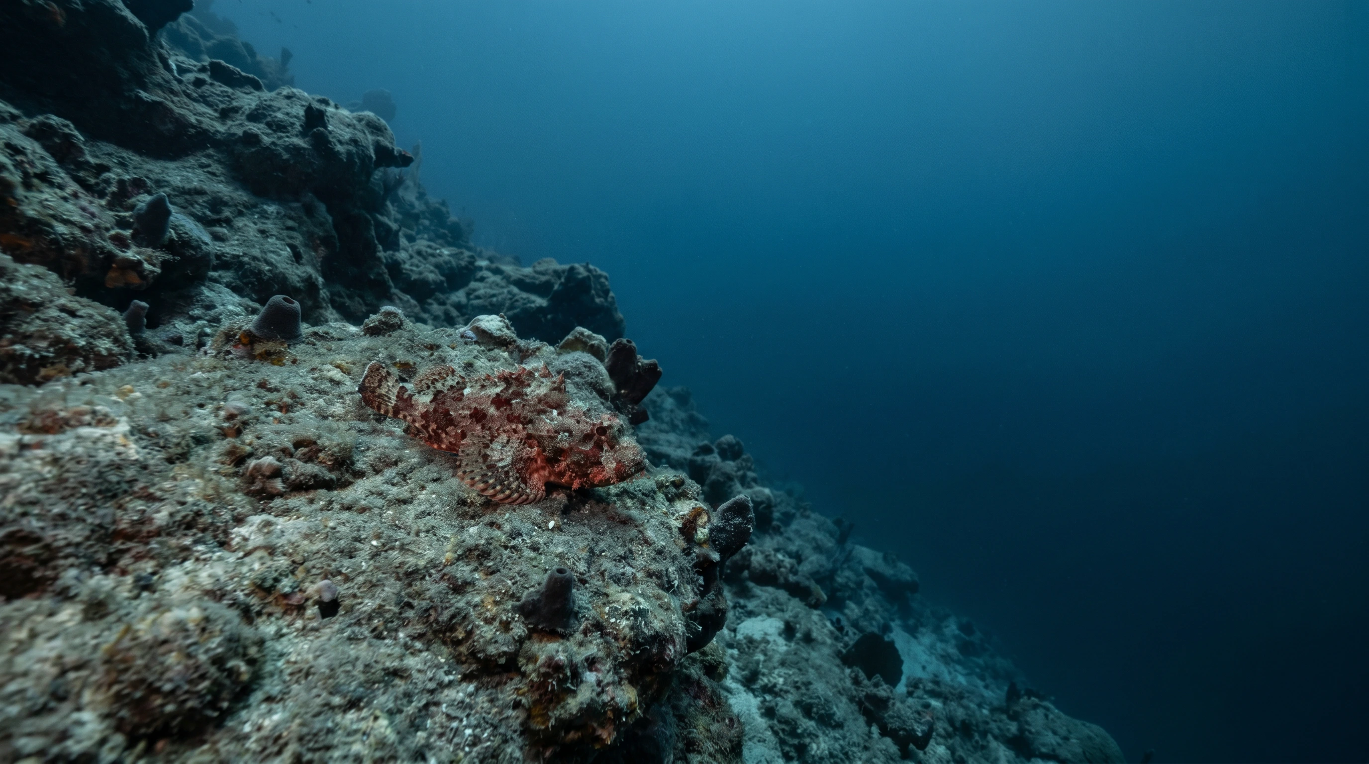 Dive site in Lighthouse Reef
