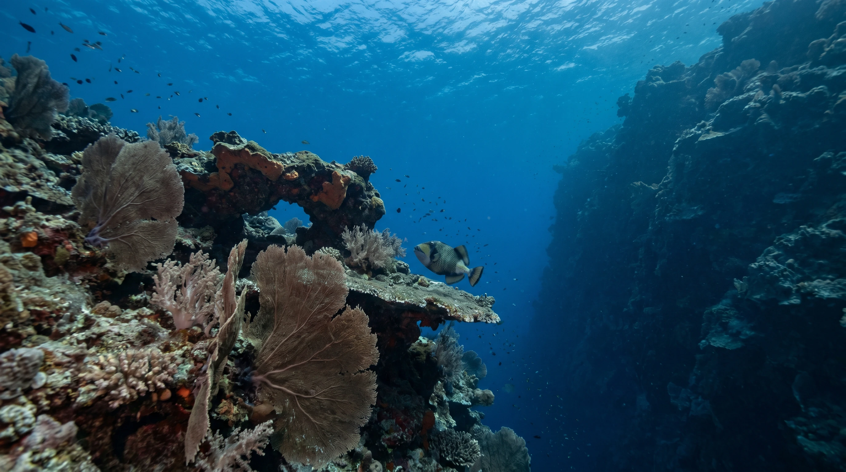 Dive site in South Male Atoll