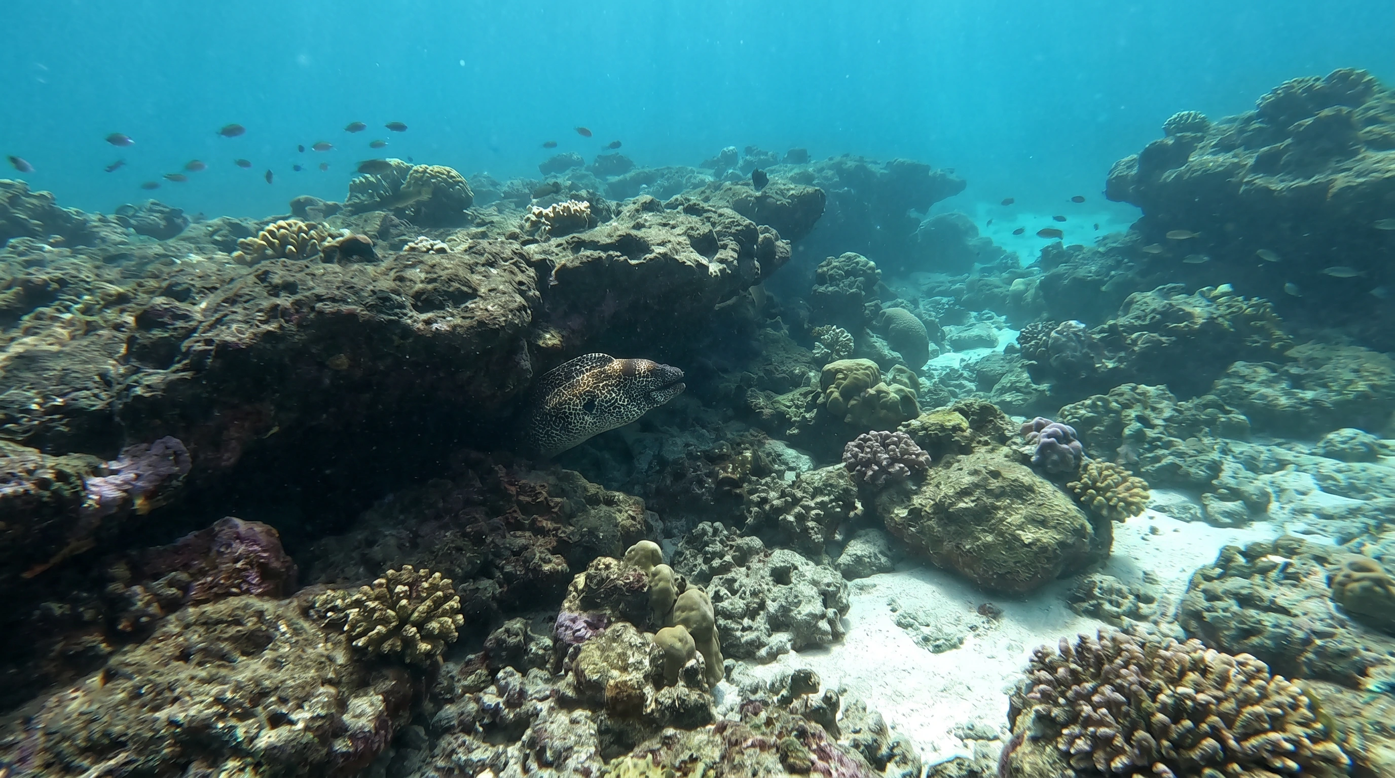 Hale O Honu