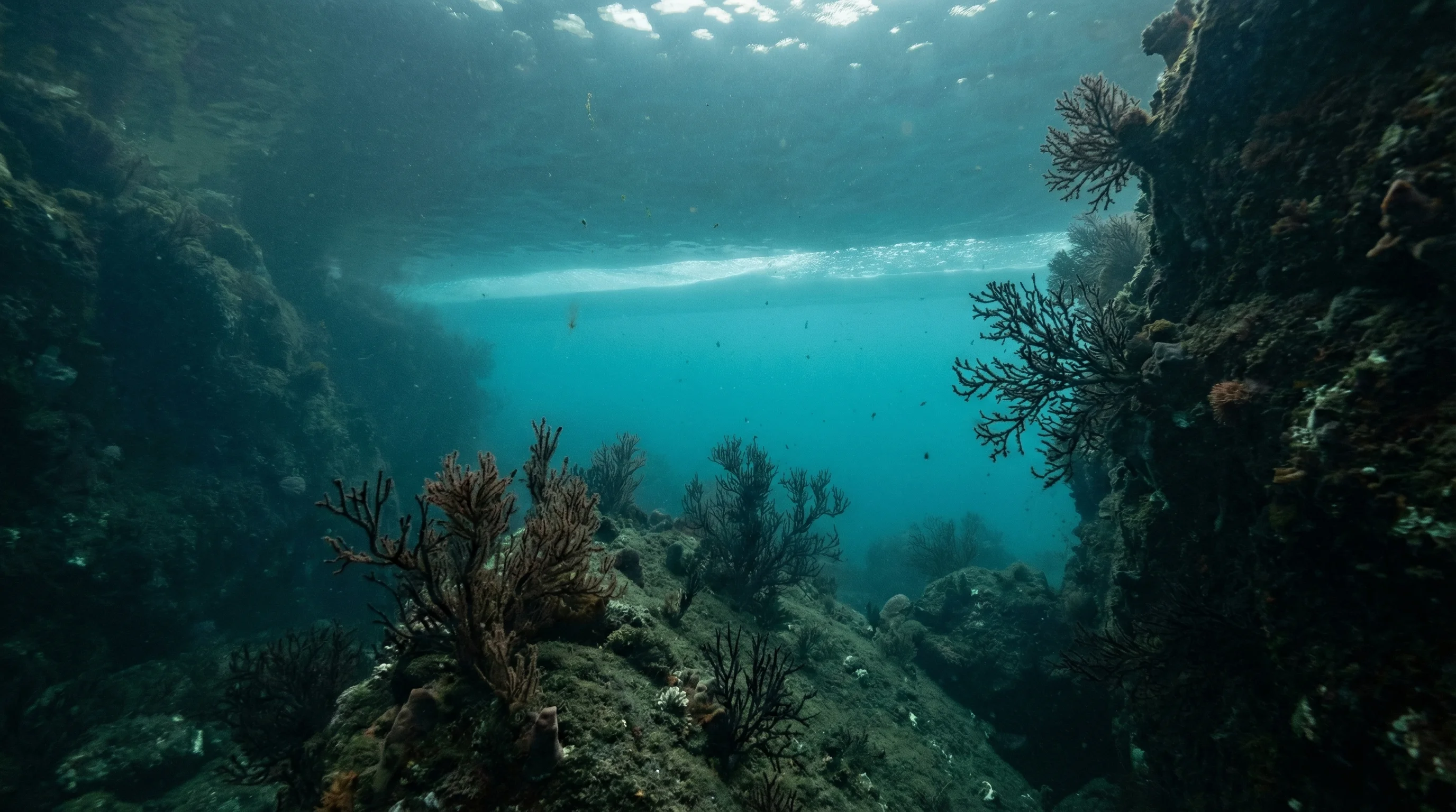 Harrison Cove