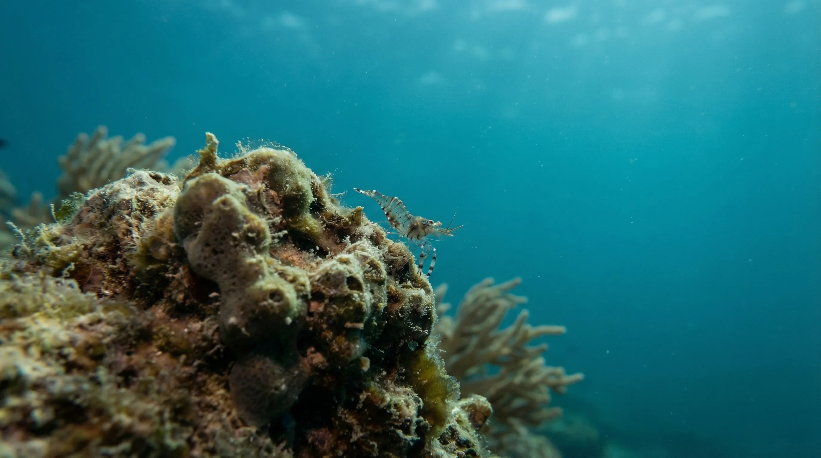 Dive site in Surin Islands