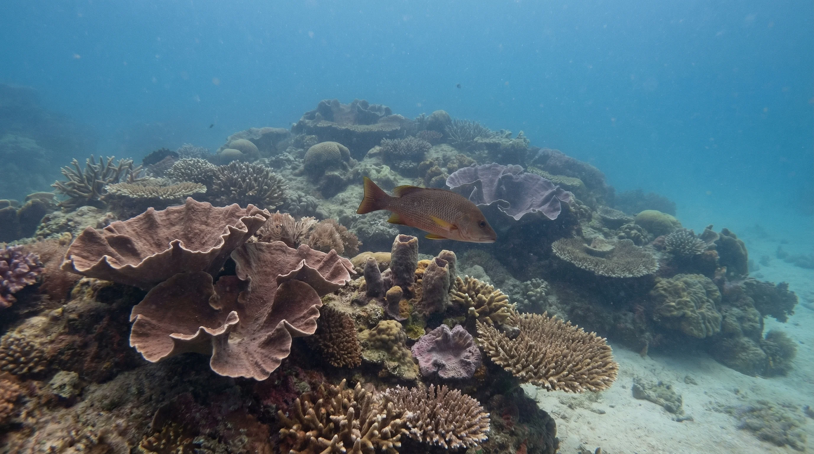 Dive site in Koh Chang