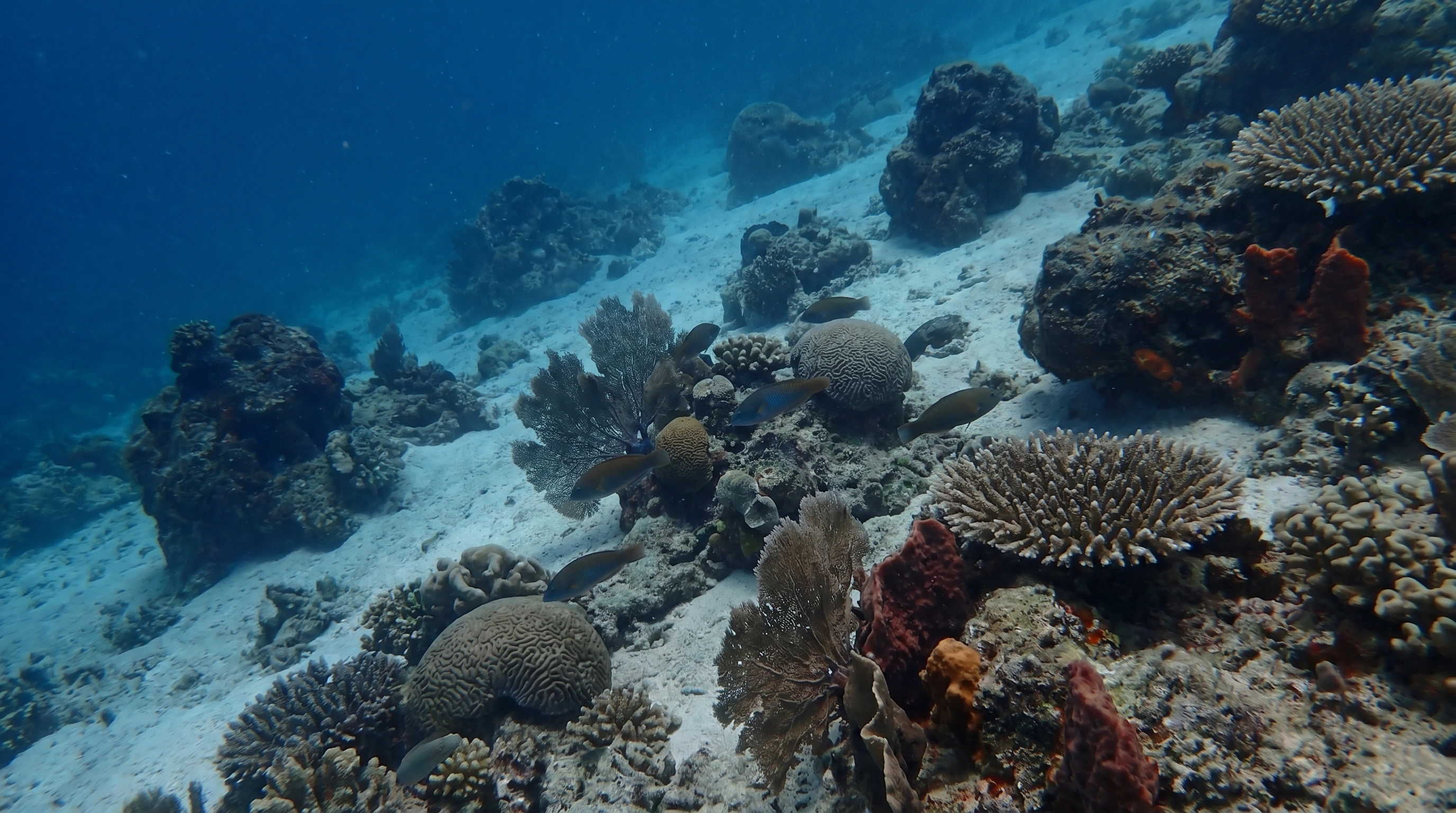 Koala Reef
