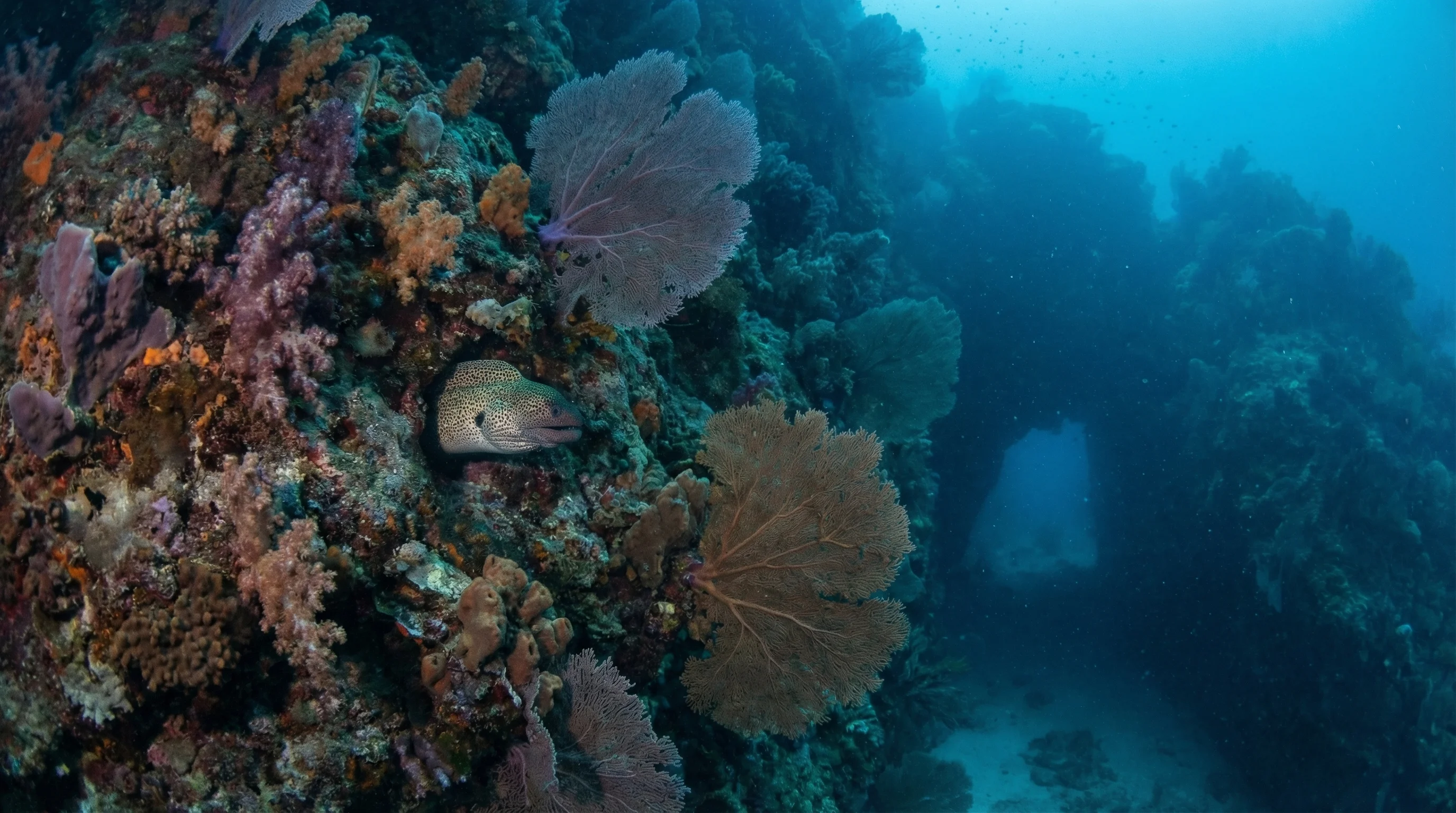 Dive site in Anemone Reef